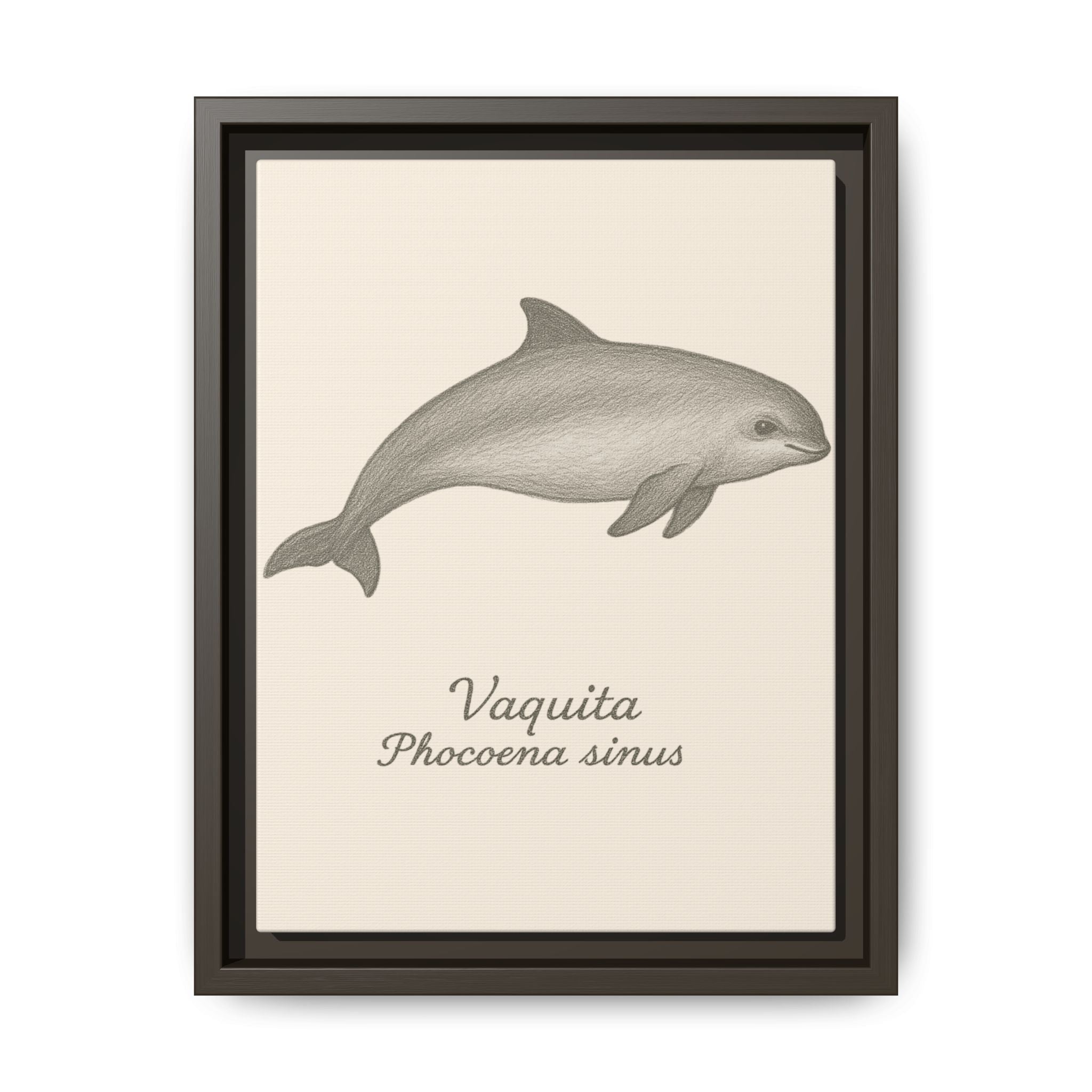 Framed artwork of a vaquita with scientific name on a beige background