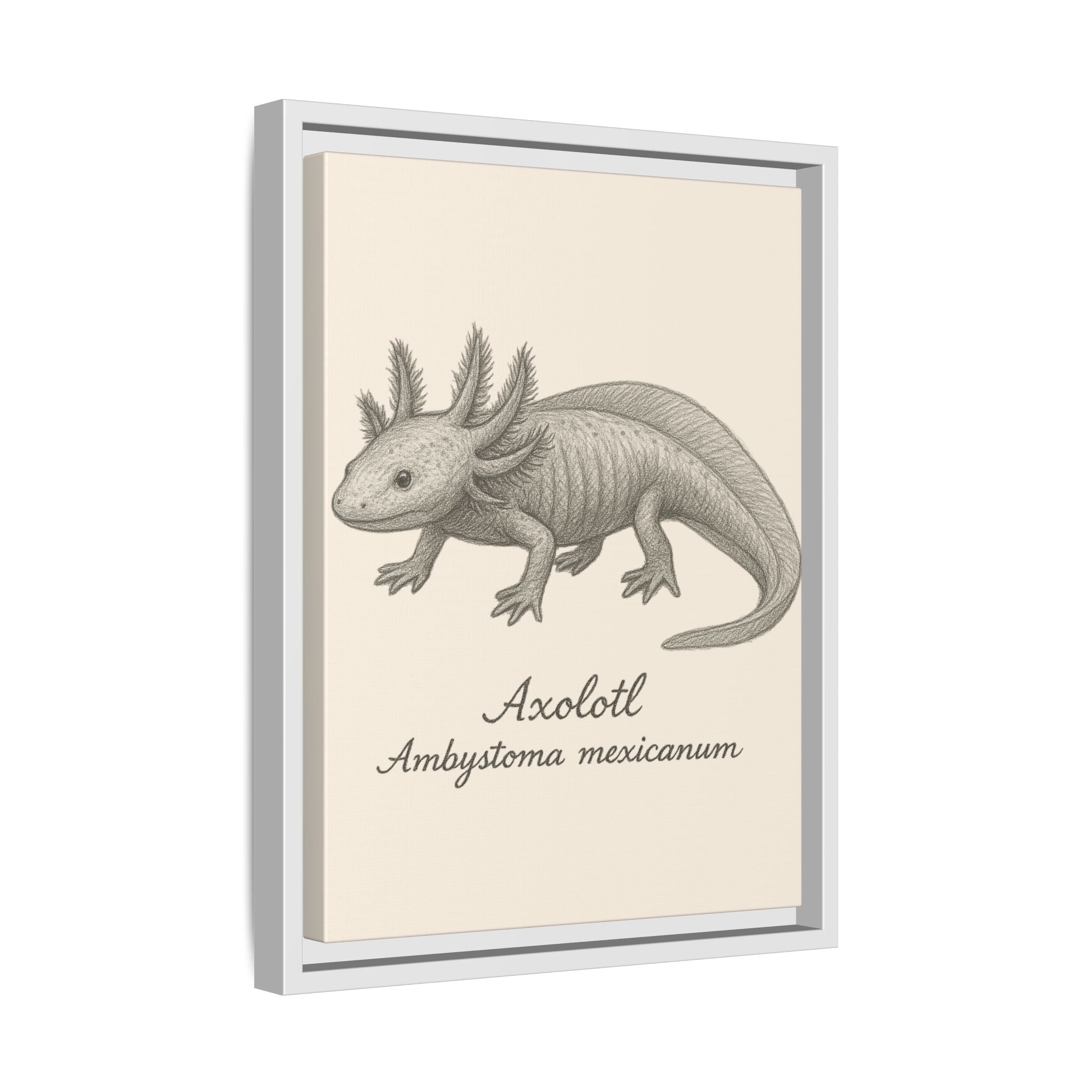 Framed artwork of an axolotl with scientific name on a beige background