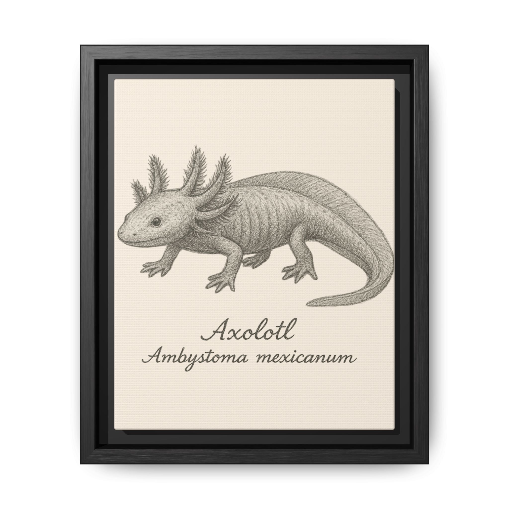 Framed artwork of an axolotl with scientific name on a beige background