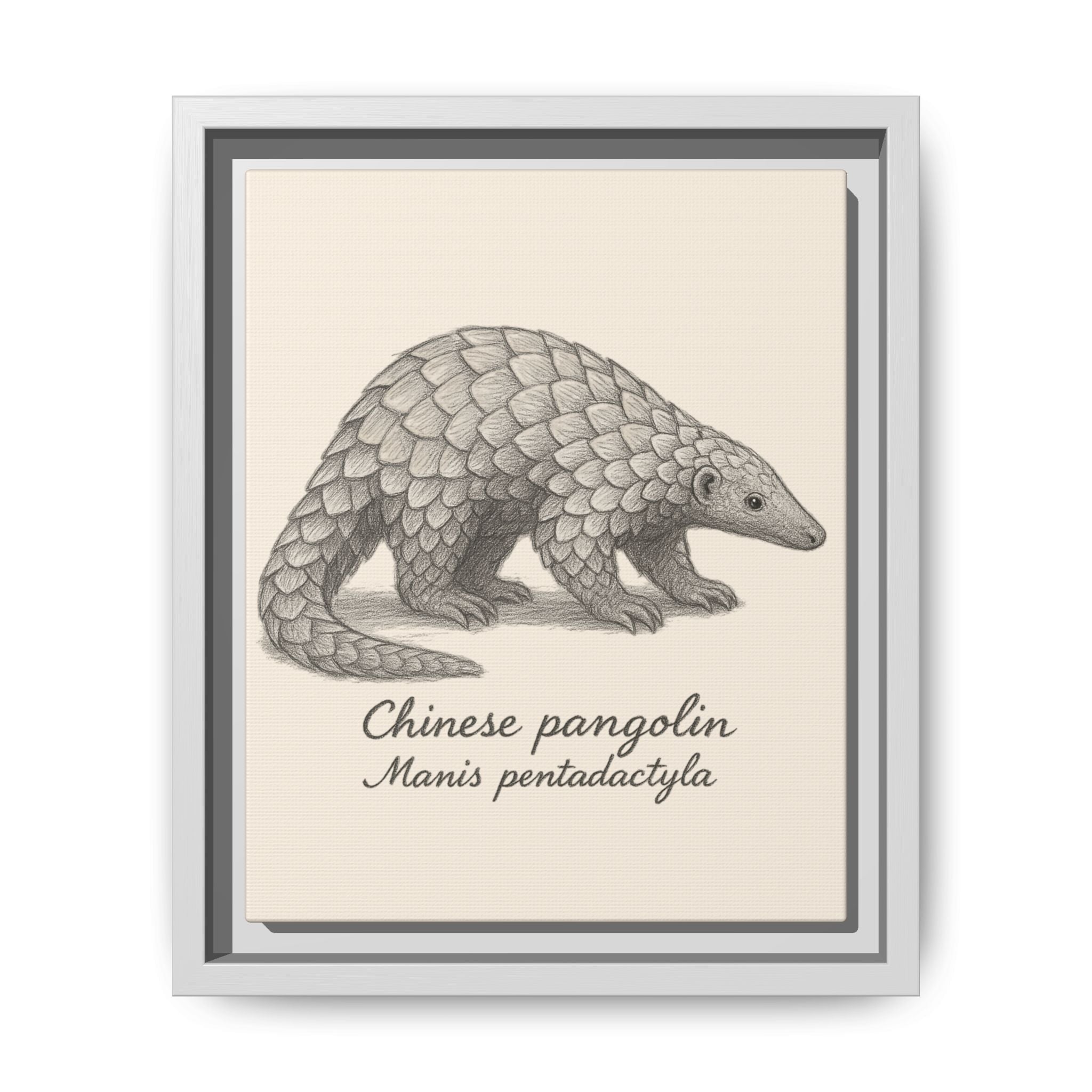 Framed artwork of a Chinese pangolin with scientific name on a beige background