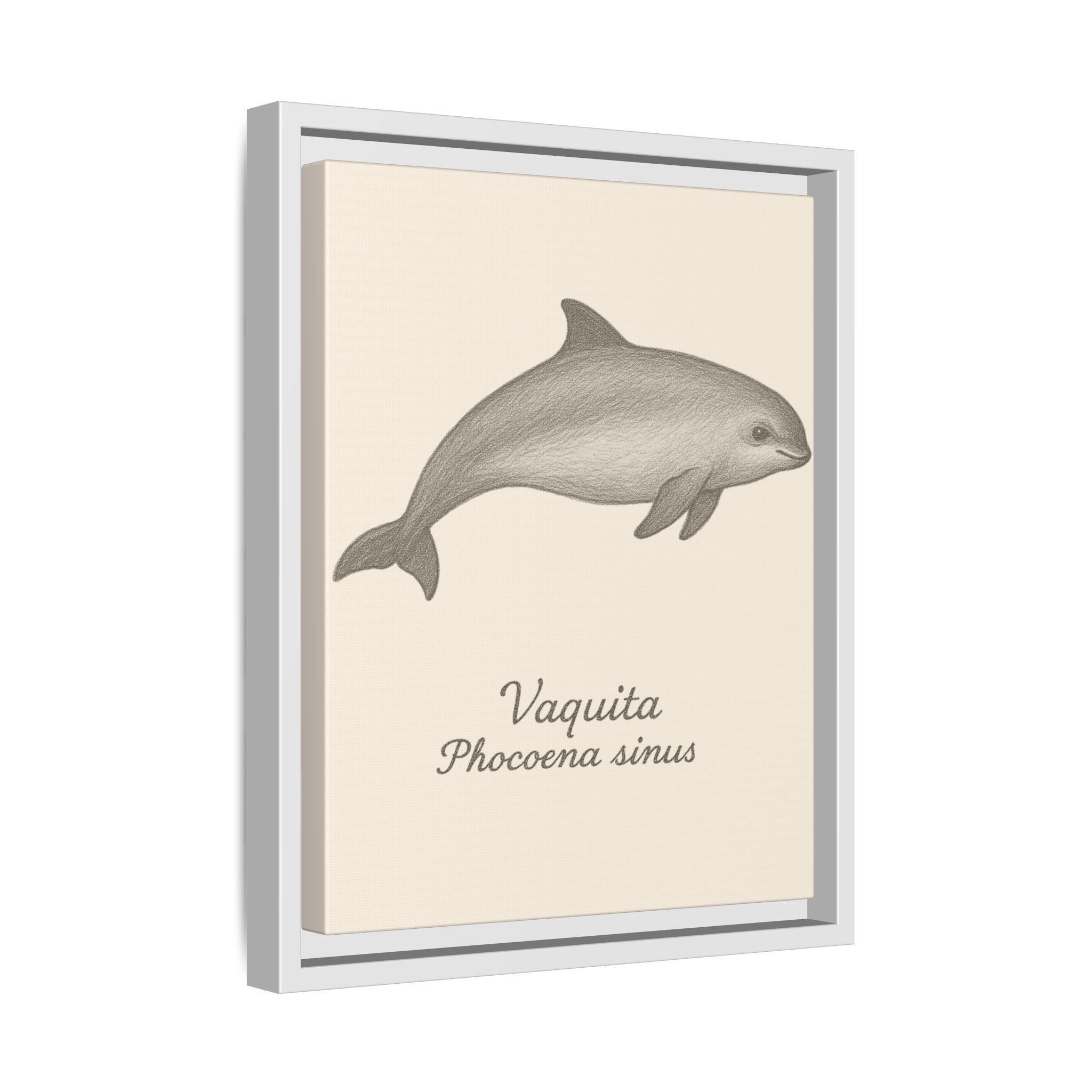 Framed artwork of a vaquita with scientific name on a beige background