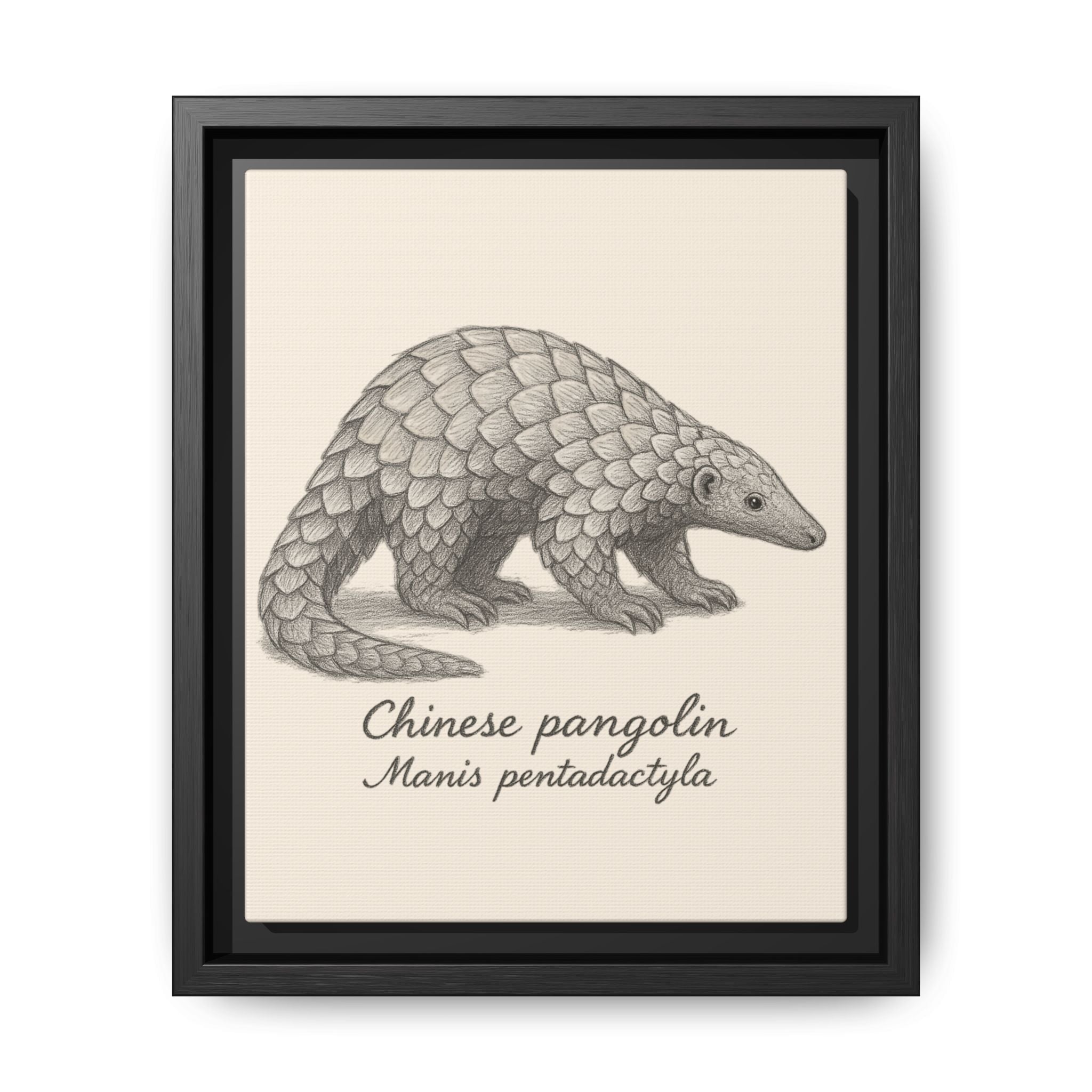 Framed artwork of a Chinese pangolin with scientific name on a beige background