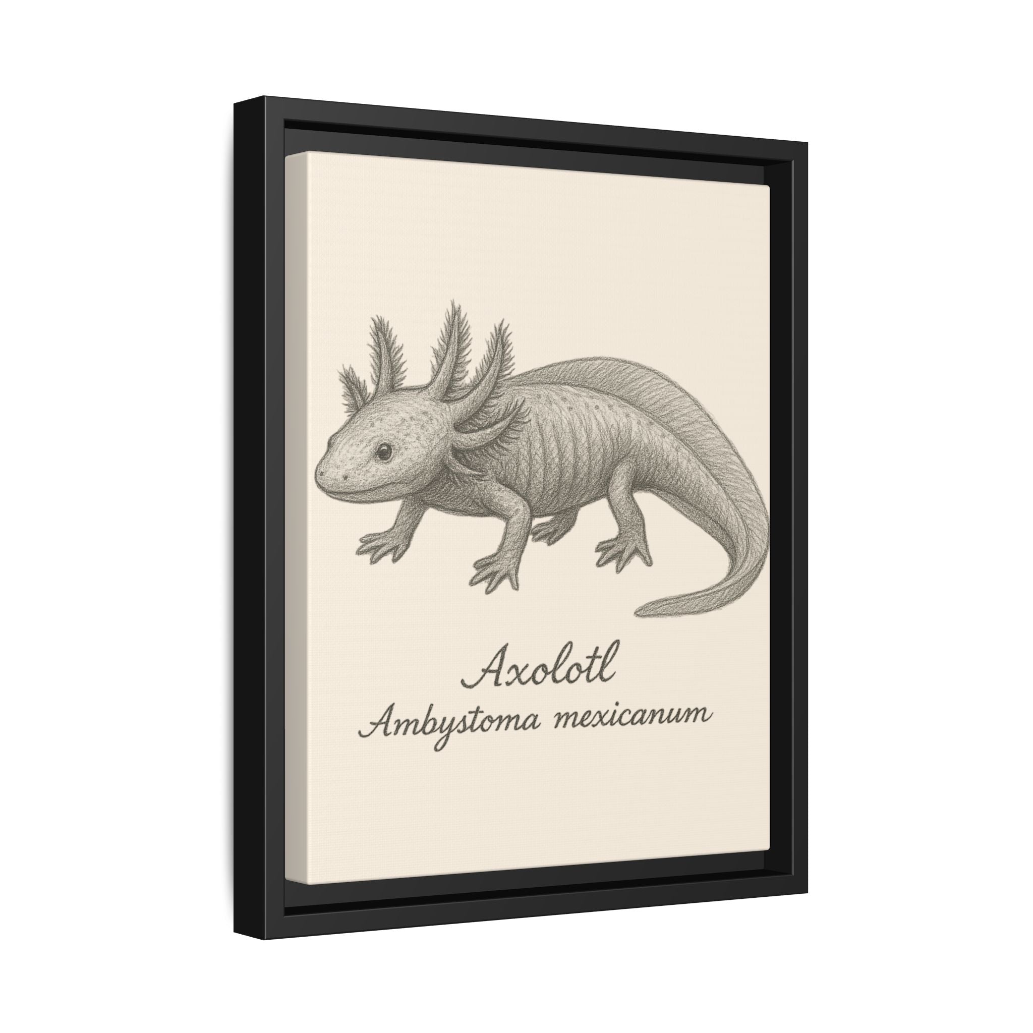 Framed artwork of an axolotl with scientific name on a beige background