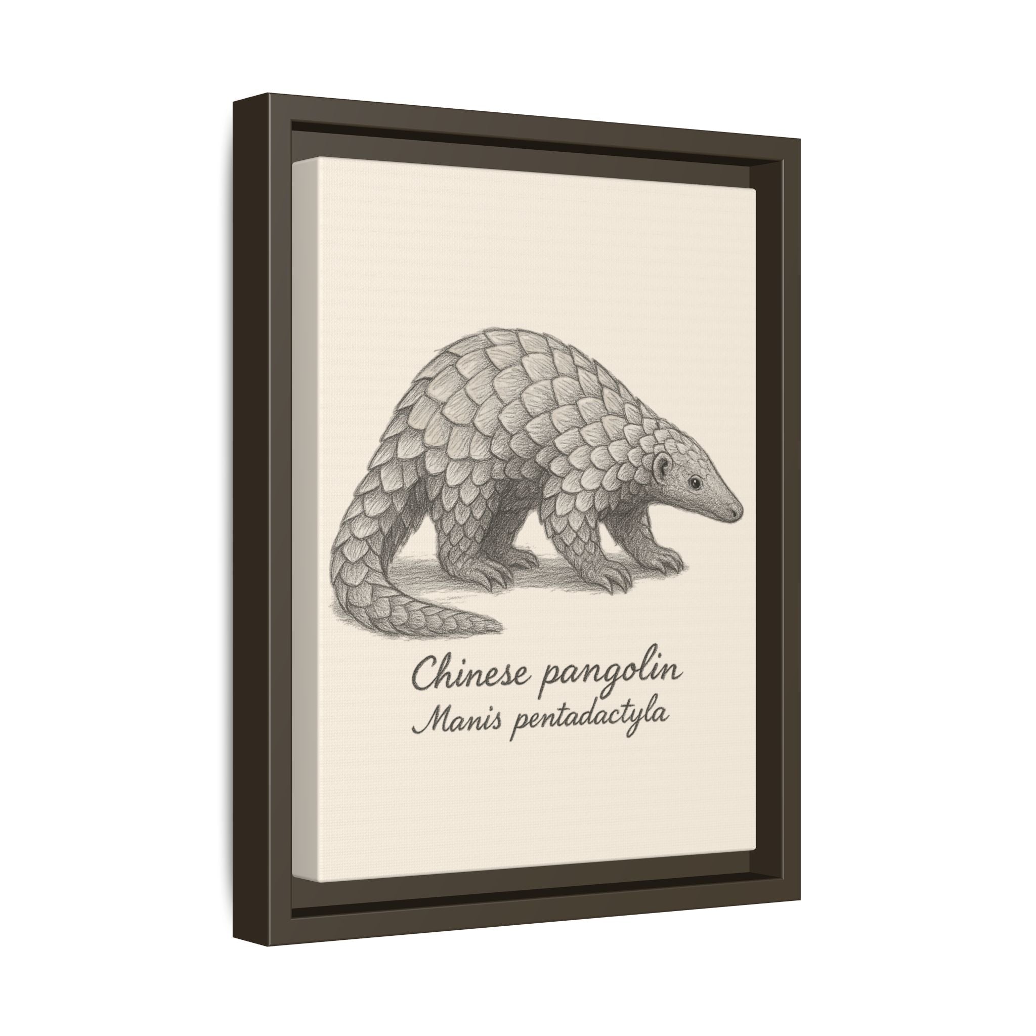 Framed artwork of a Chinese pangolin with scientific name on a beige background