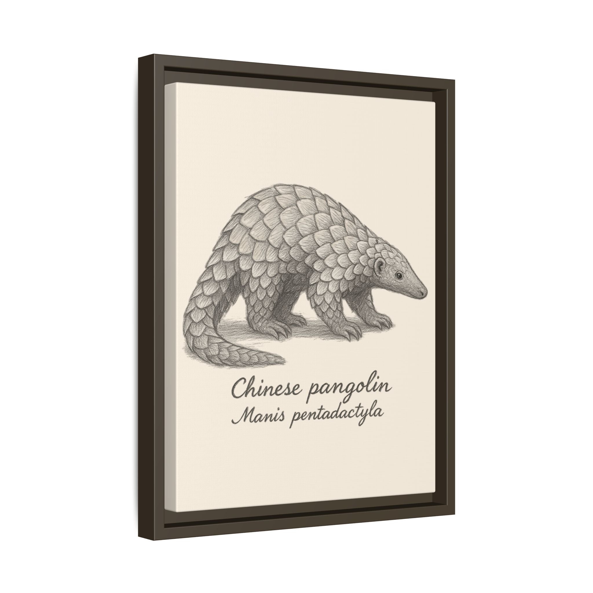 Framed artwork of a Chinese pangolin with scientific name on a beige background