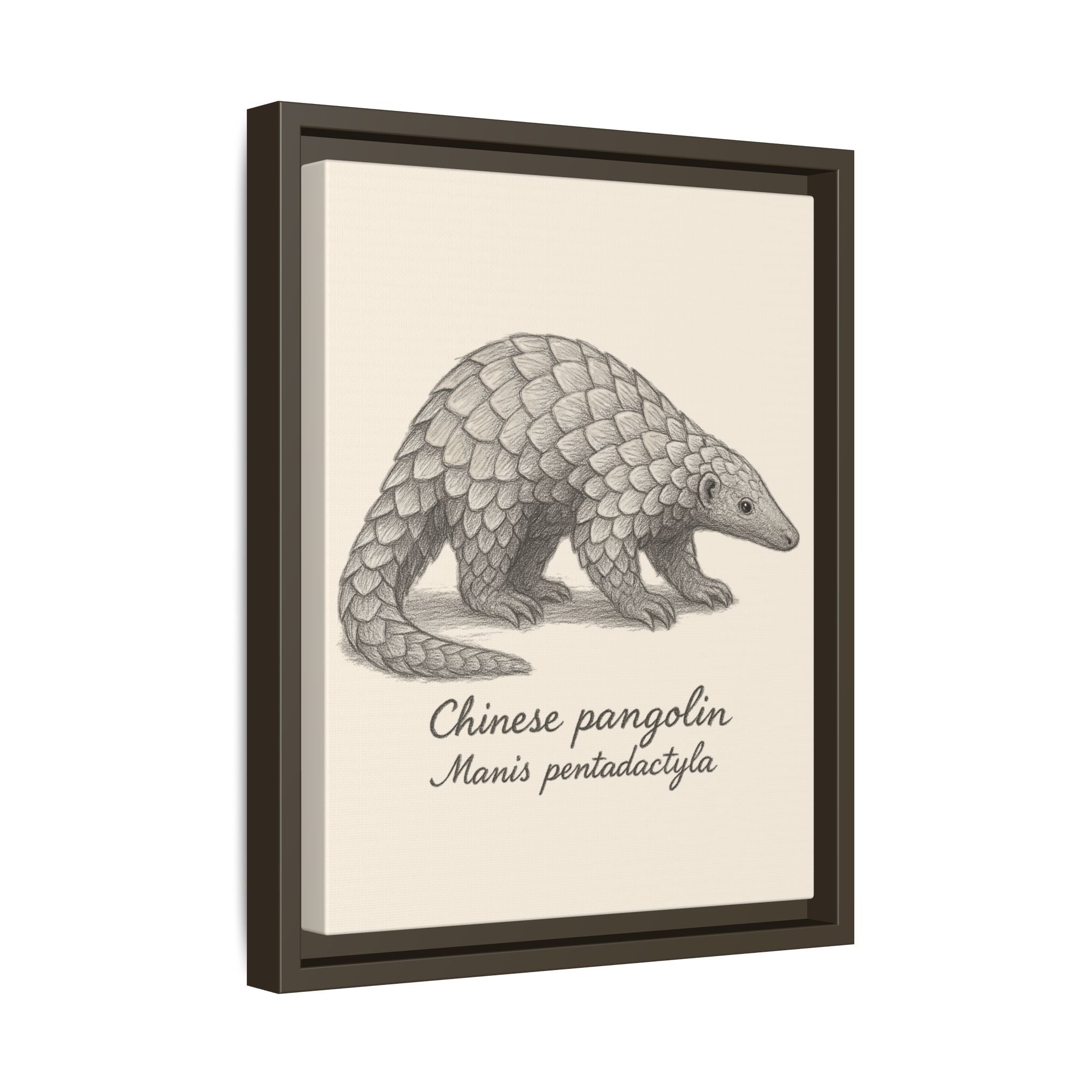 Framed artwork of a Chinese pangolin with scientific name on a beige background