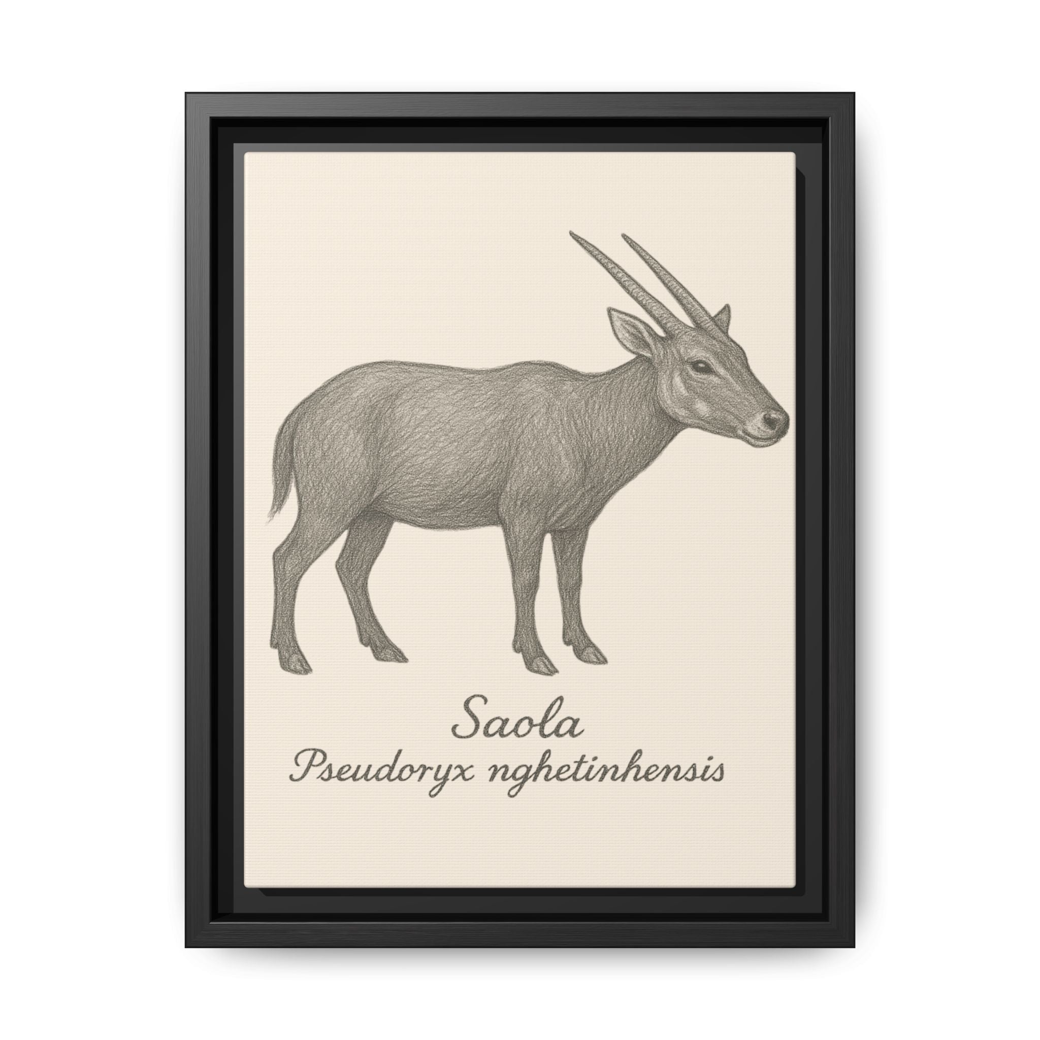 Framed artwork of a Saola with scientific name on a beige background