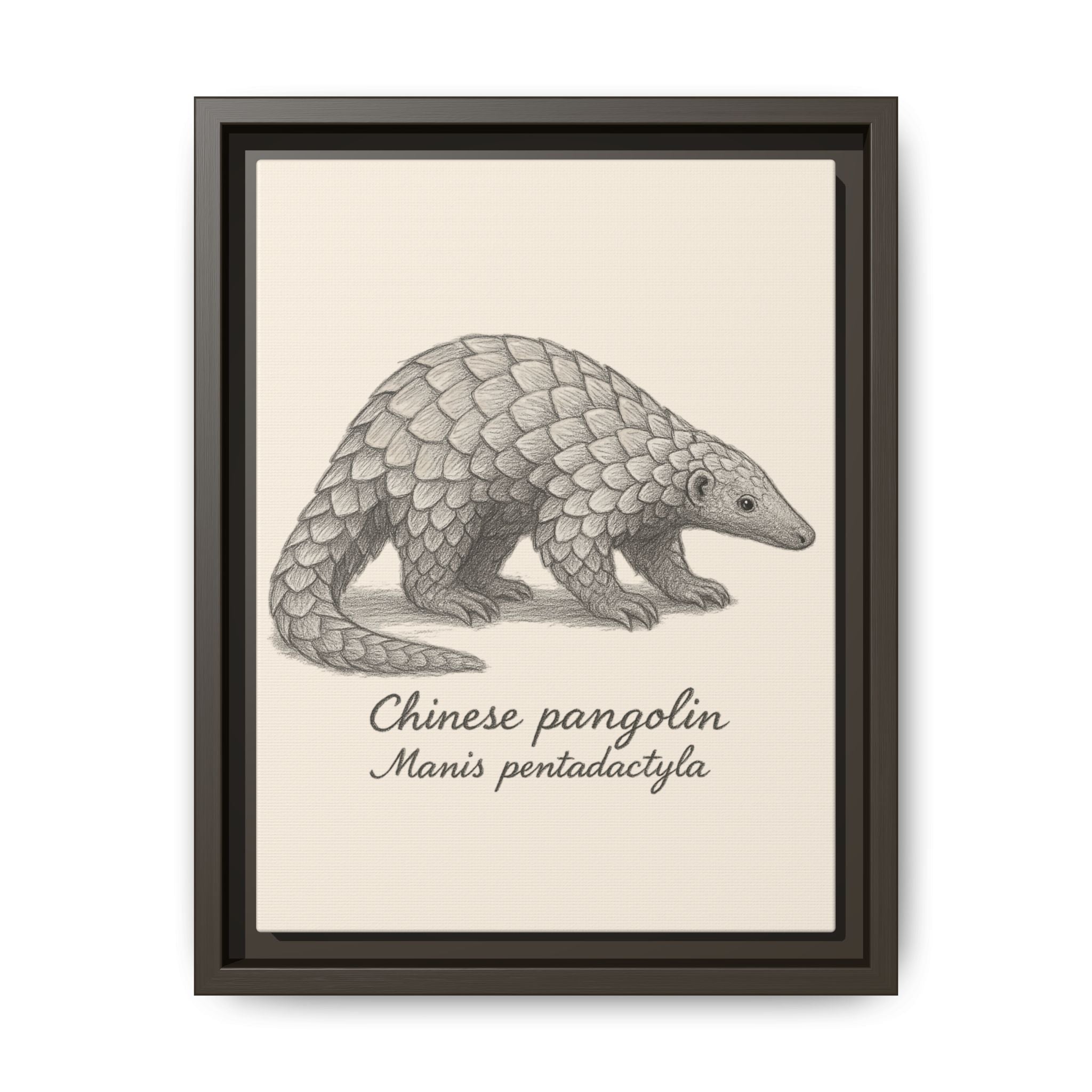 Framed artwork of a Chinese pangolin with scientific name on a beige background