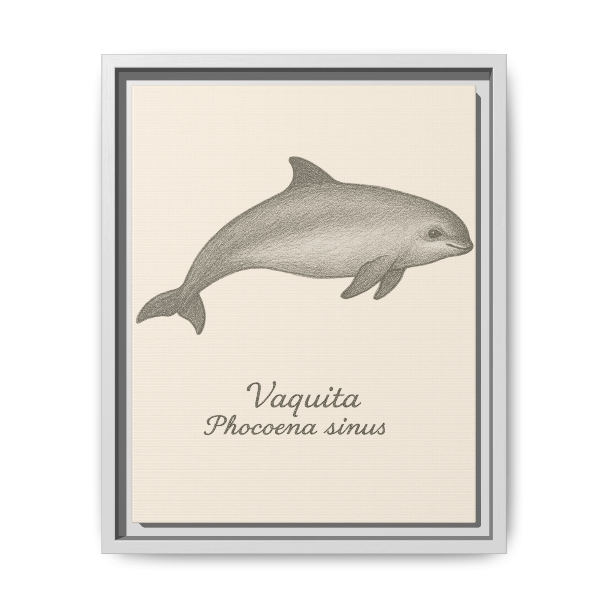 Framed artwork of a vaquita with scientific name on a beige background