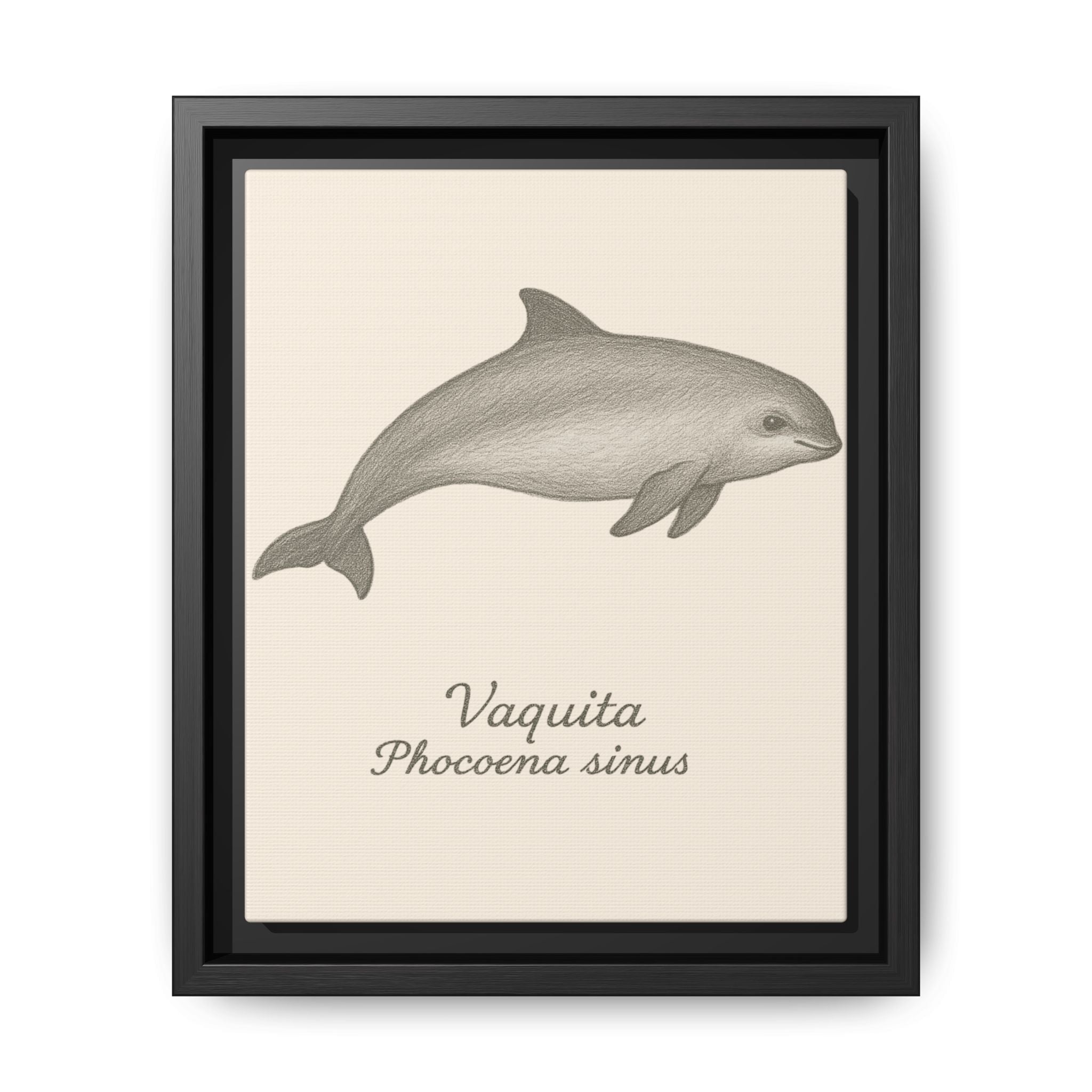 Framed artwork of a vaquita with scientific name on a beige background
