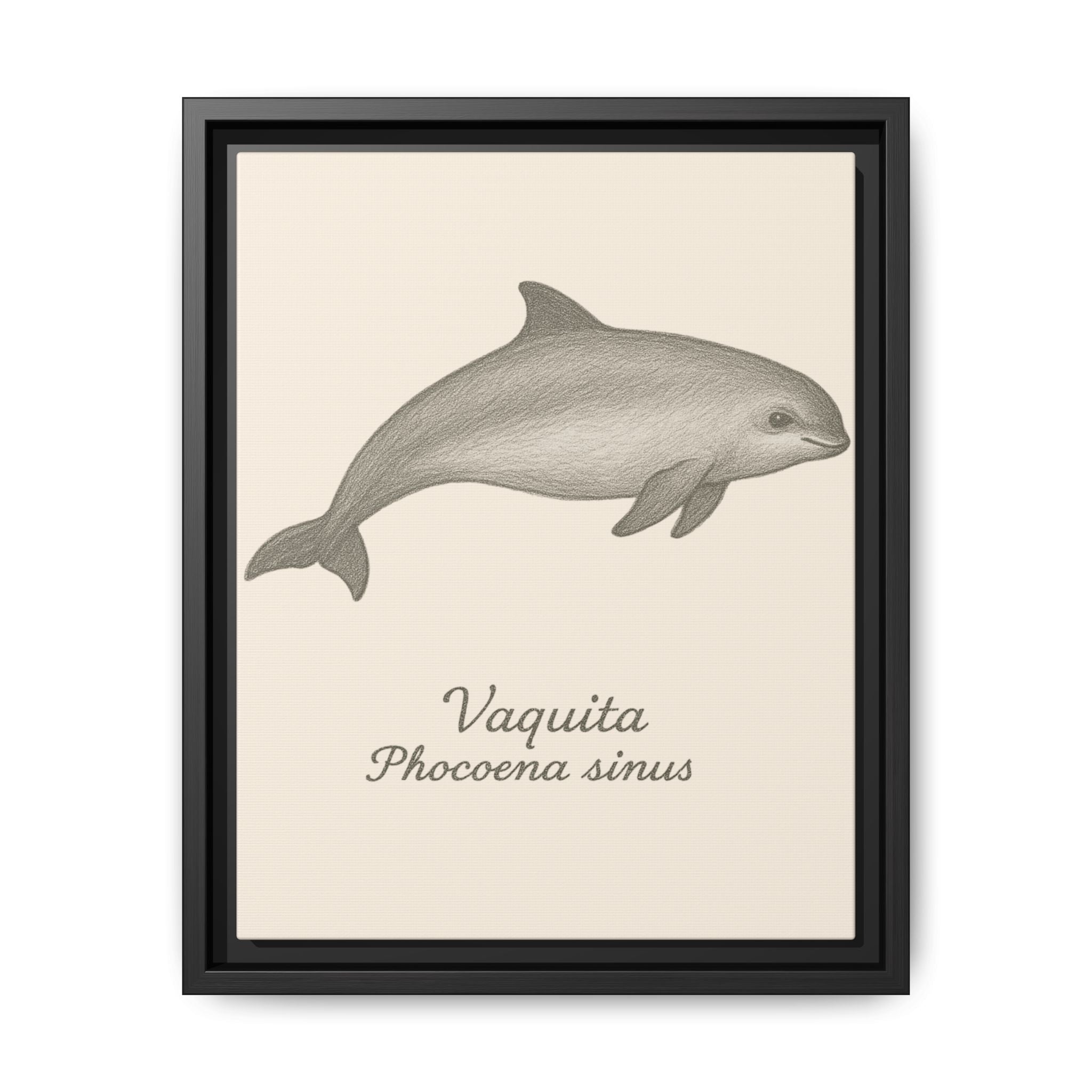 Framed artwork of a vaquita with scientific name on a beige background