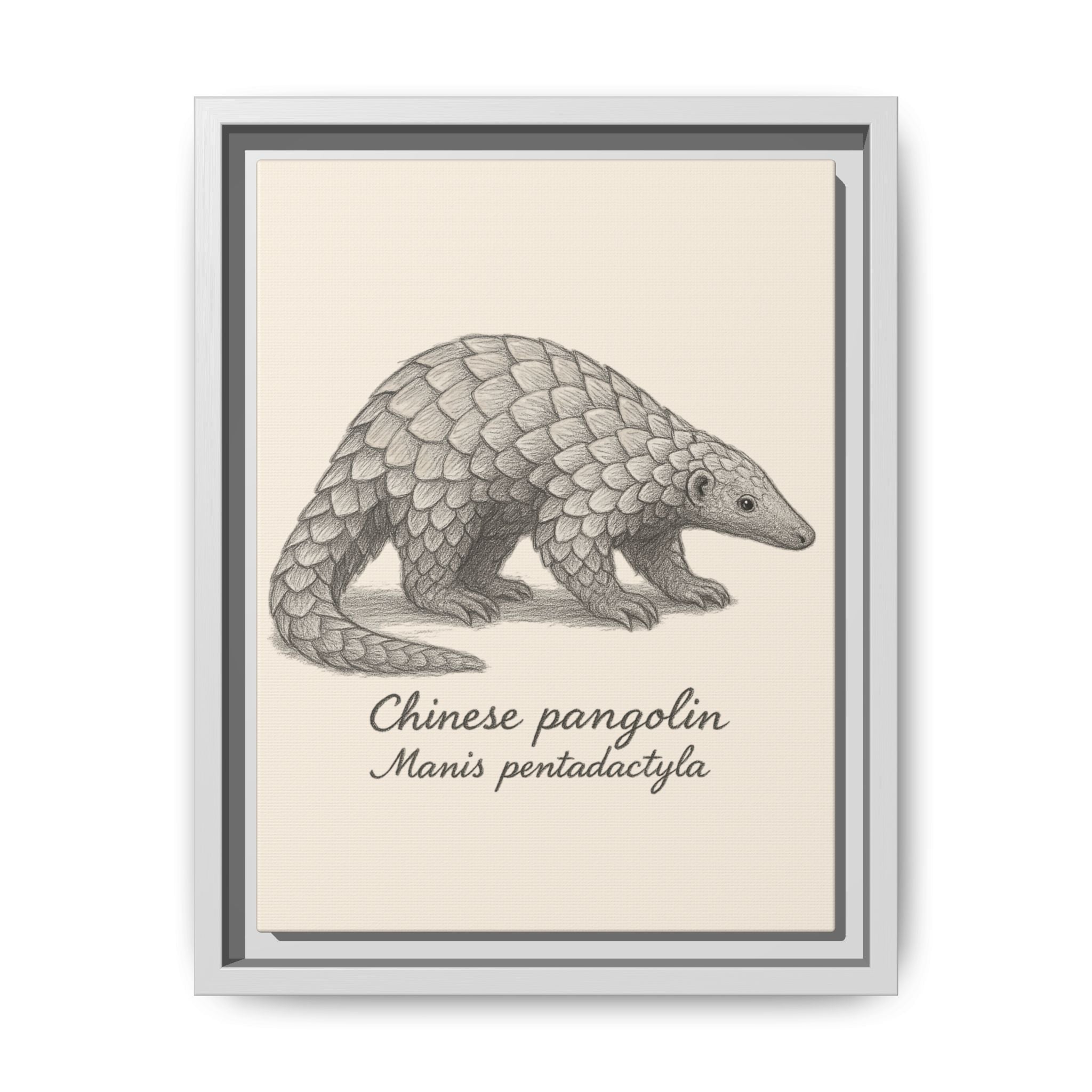 Framed artwork of a Chinese pangolin with scientific name on a beige background