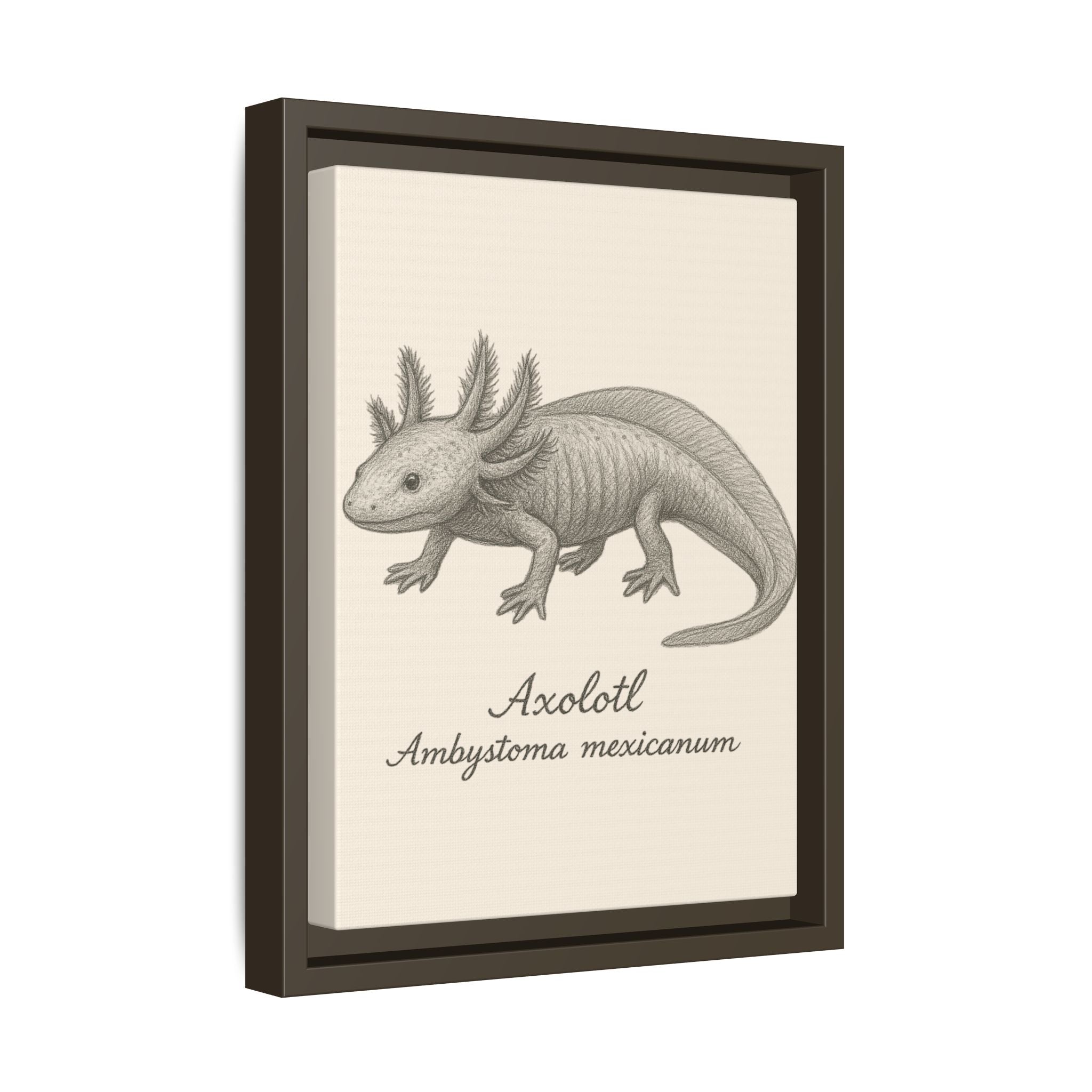 Framed artwork of an axolotl with scientific name on a beige background