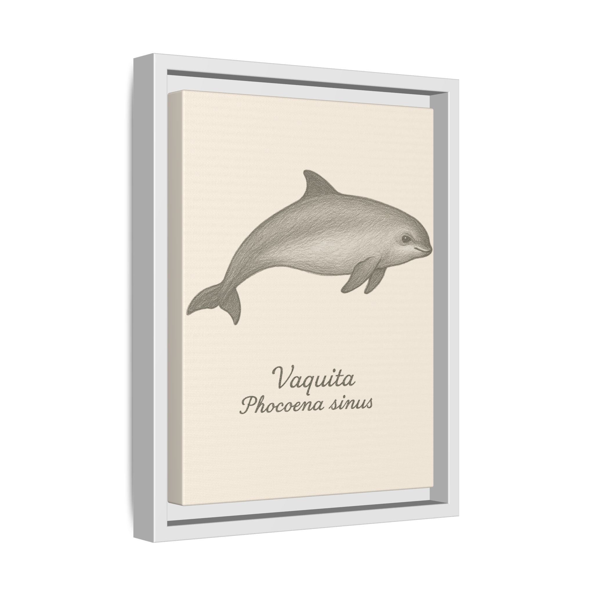Framed artwork of a vaquita with scientific name on a beige background