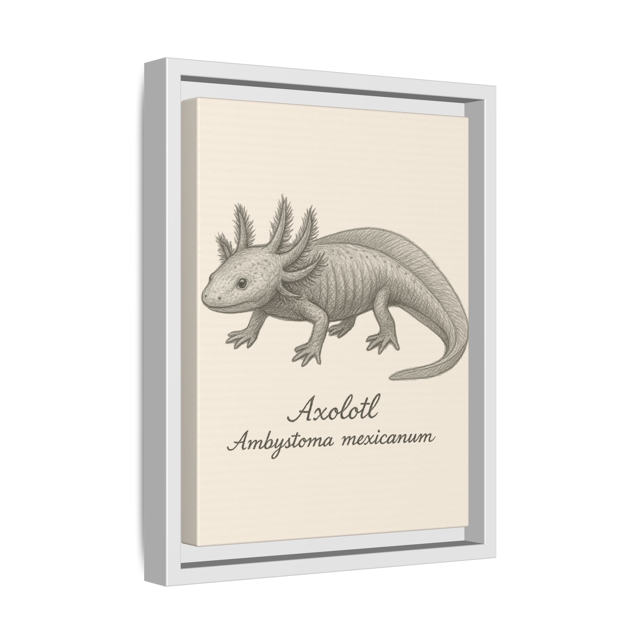 Framed artwork of an axolotl with scientific name on a beige background