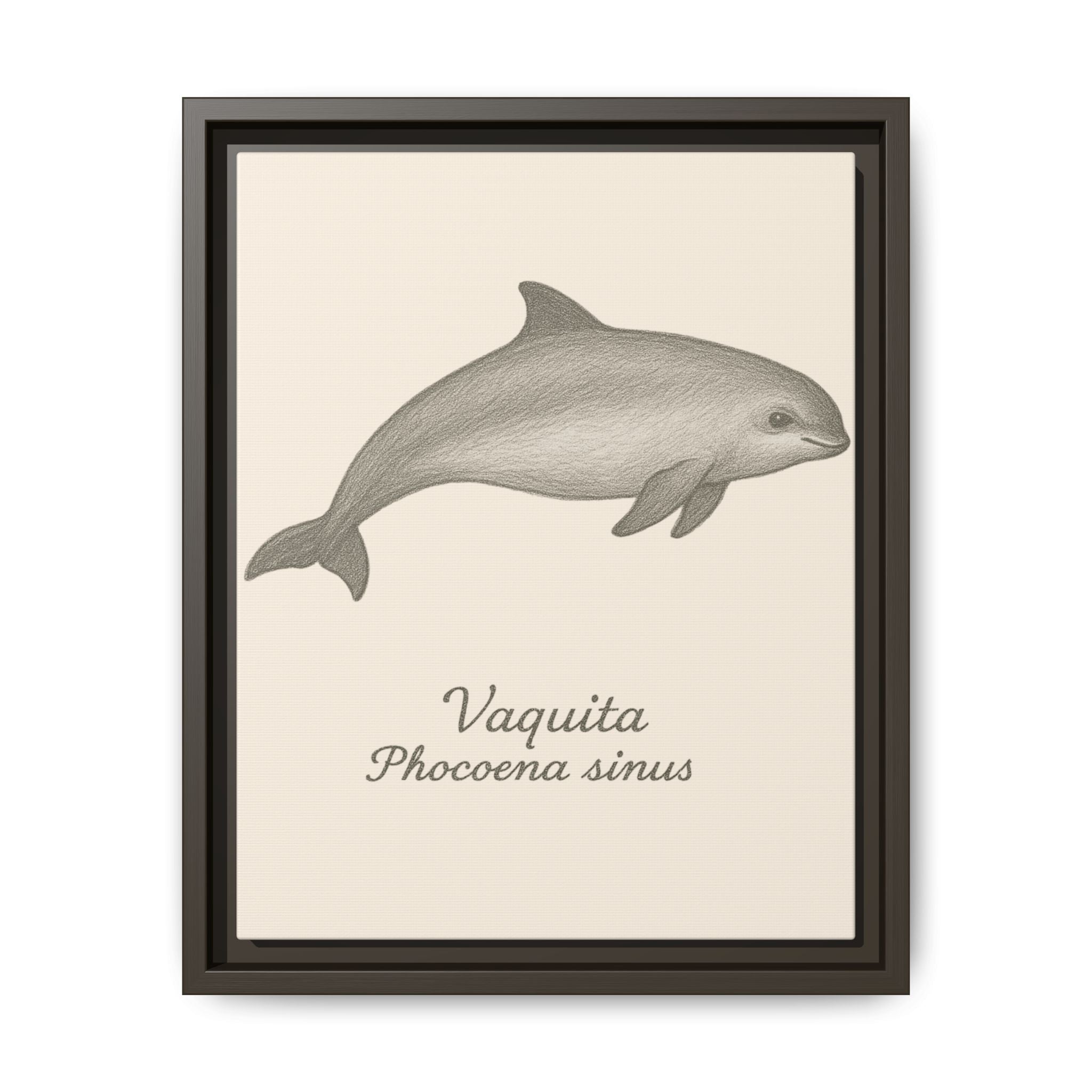 Framed artwork of a vaquita with scientific name on a beige background