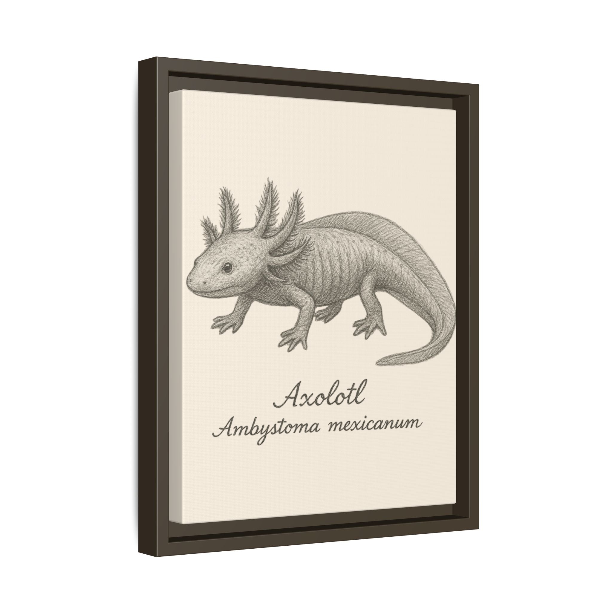 Framed artwork of an axolotl with scientific name on a beige background