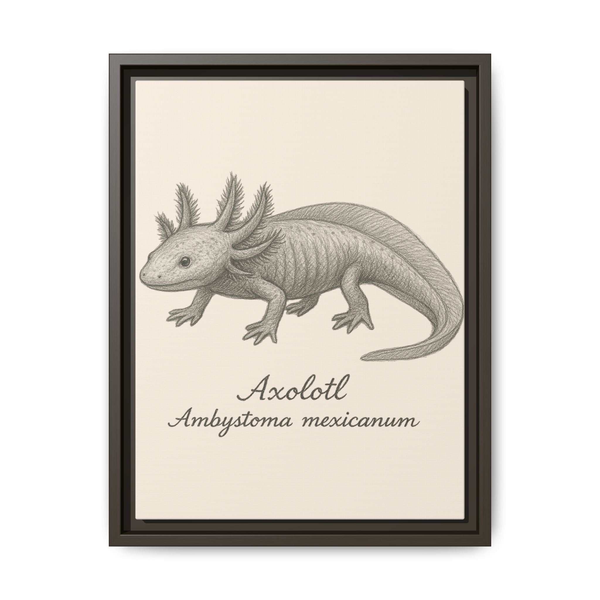 Framed artwork of an axolotl with scientific name on a beige background