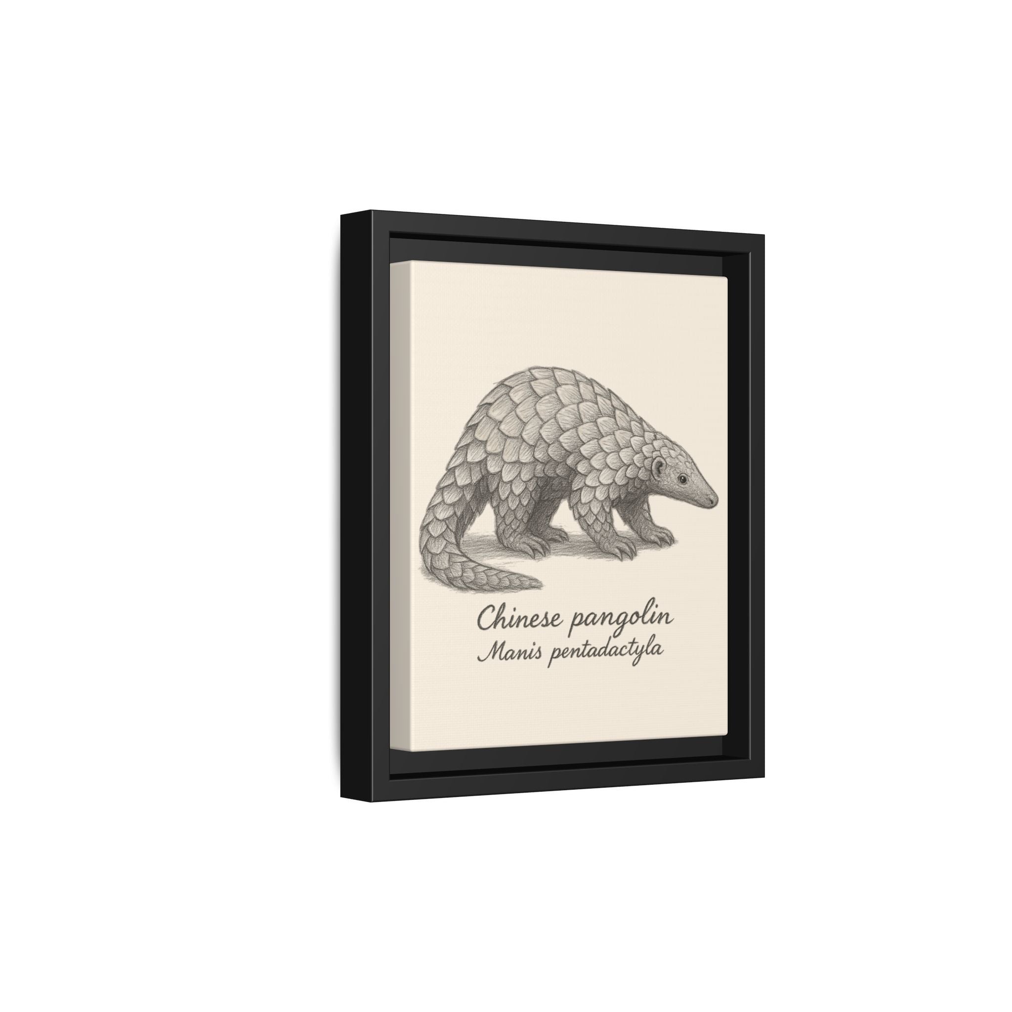 Framed artwork of a Chinese pangolin with scientific name on a beige background