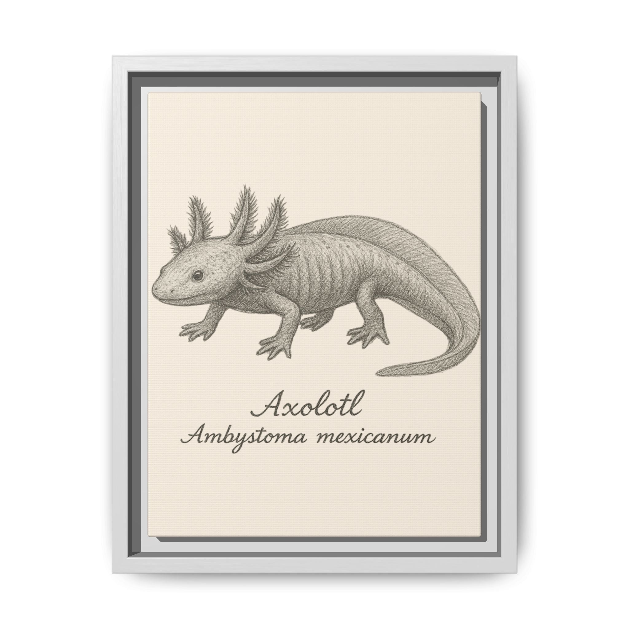 Framed artwork of an axolotl with scientific name on a beige background