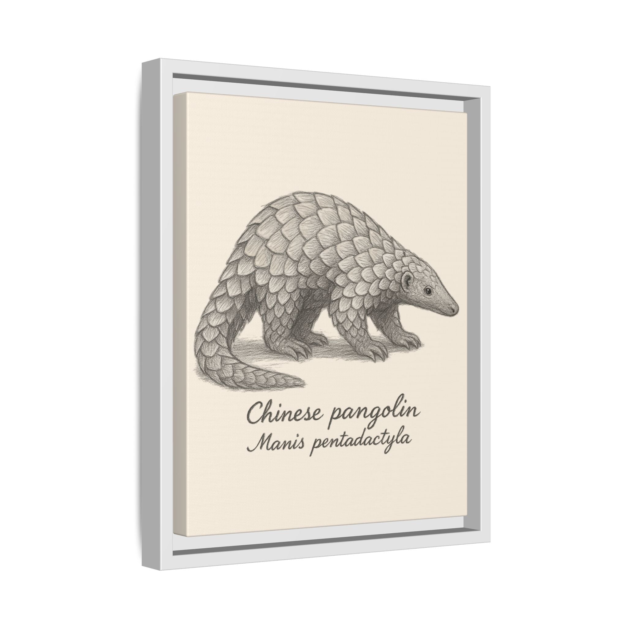 Framed illustration of a Chinese pangolin with scientific name on a beige background