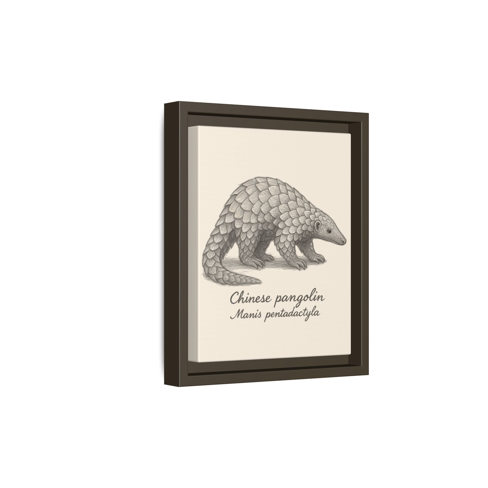 Framed artwork of a Chinese pangolin illustration on a white background