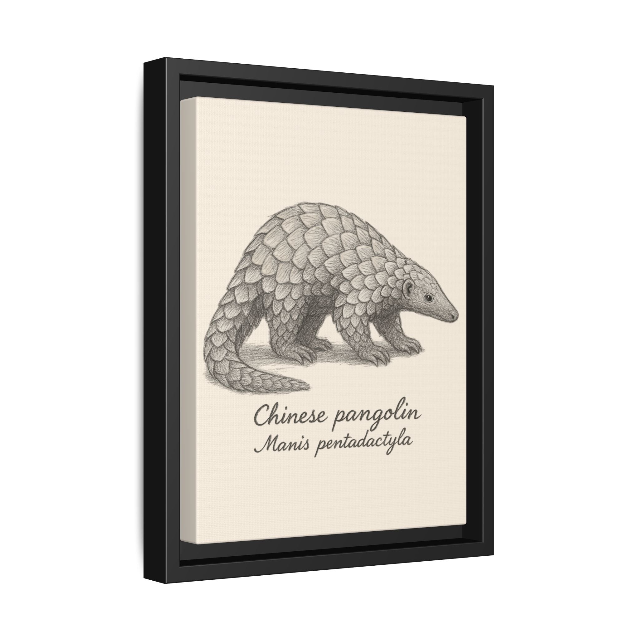 Framed artwork of a Chinese pangolin with scientific name on a beige background