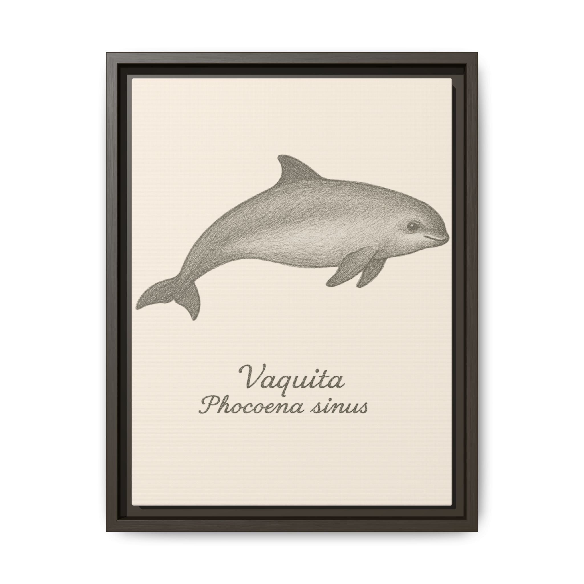 Framed artwork of a vaquita with scientific name on a beige background