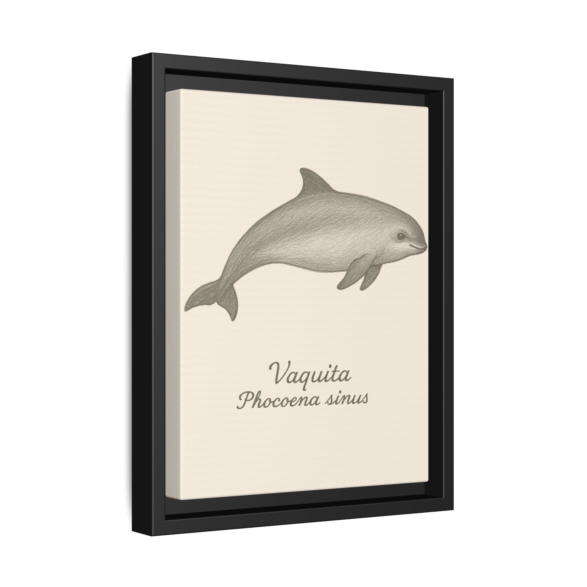 Framed artwork of a vaquita with scientific name on a beige background