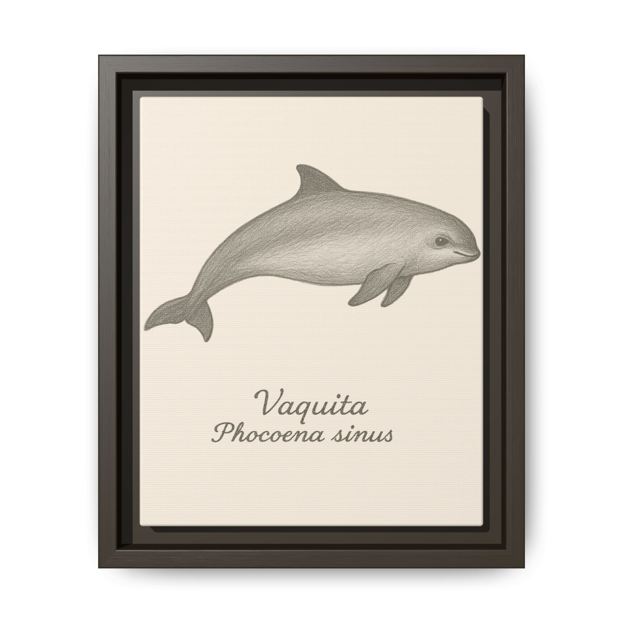Framed artwork of a vaquita with scientific name on a beige background