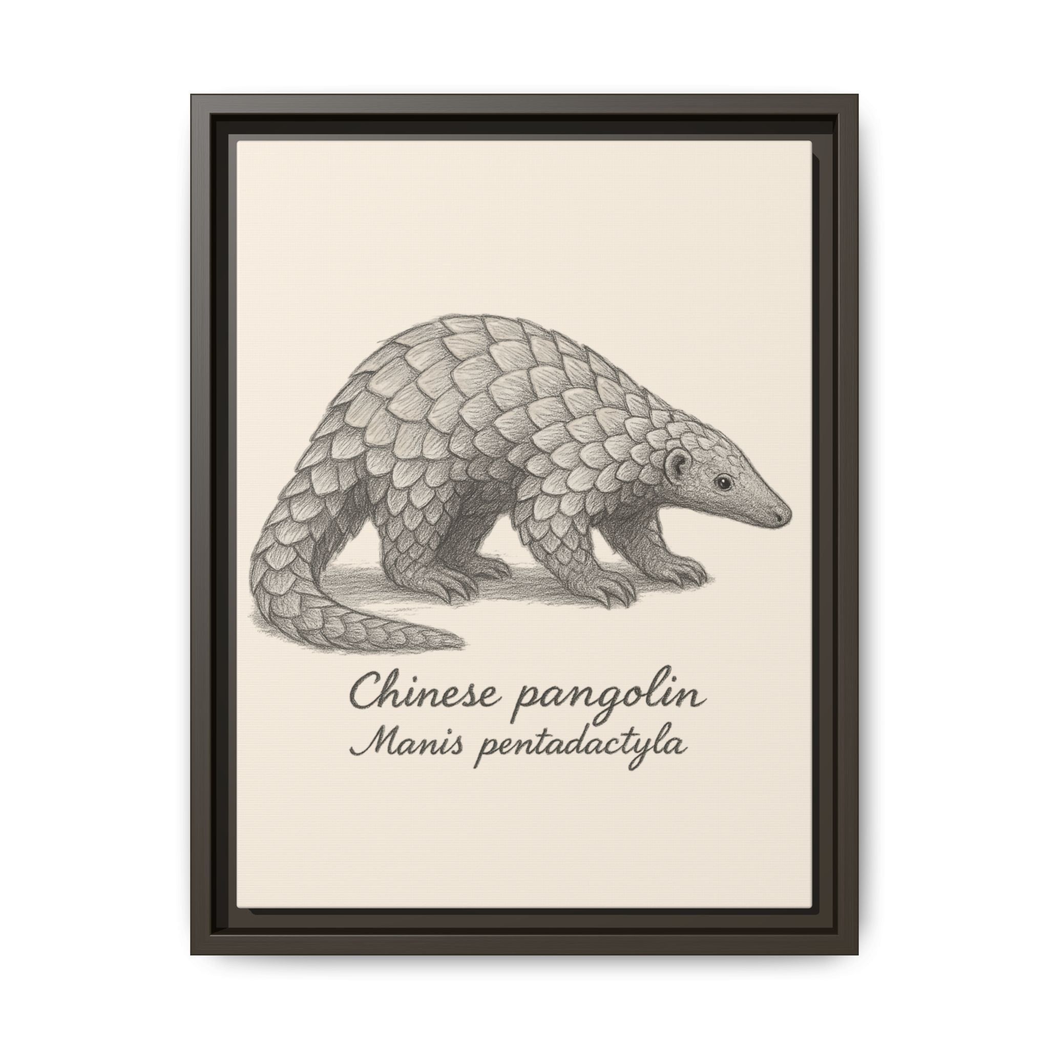 Framed artwork of a Chinese pangolin with scientific name on a beige background