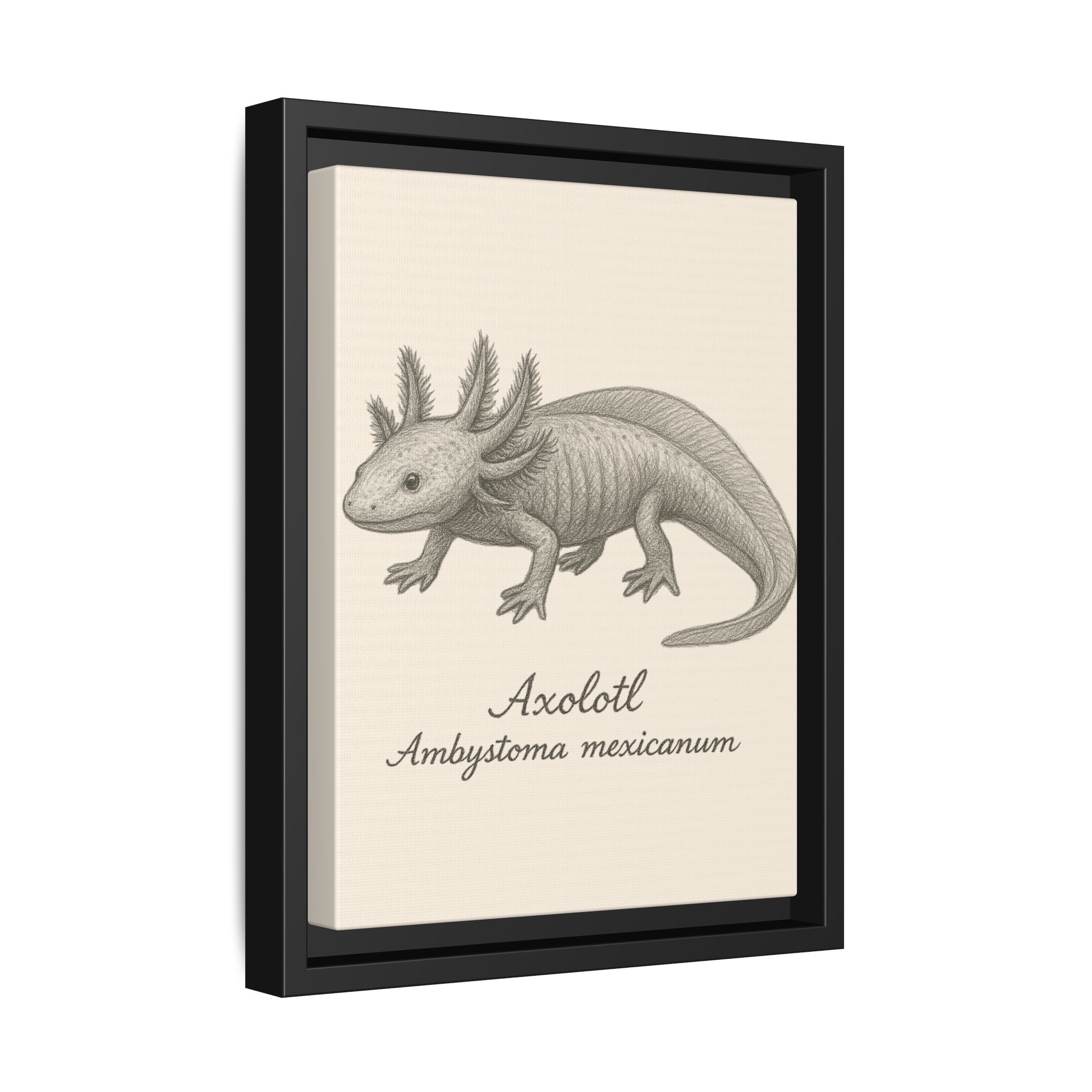 Framed artwork of an axolotl with scientific name on a beige background