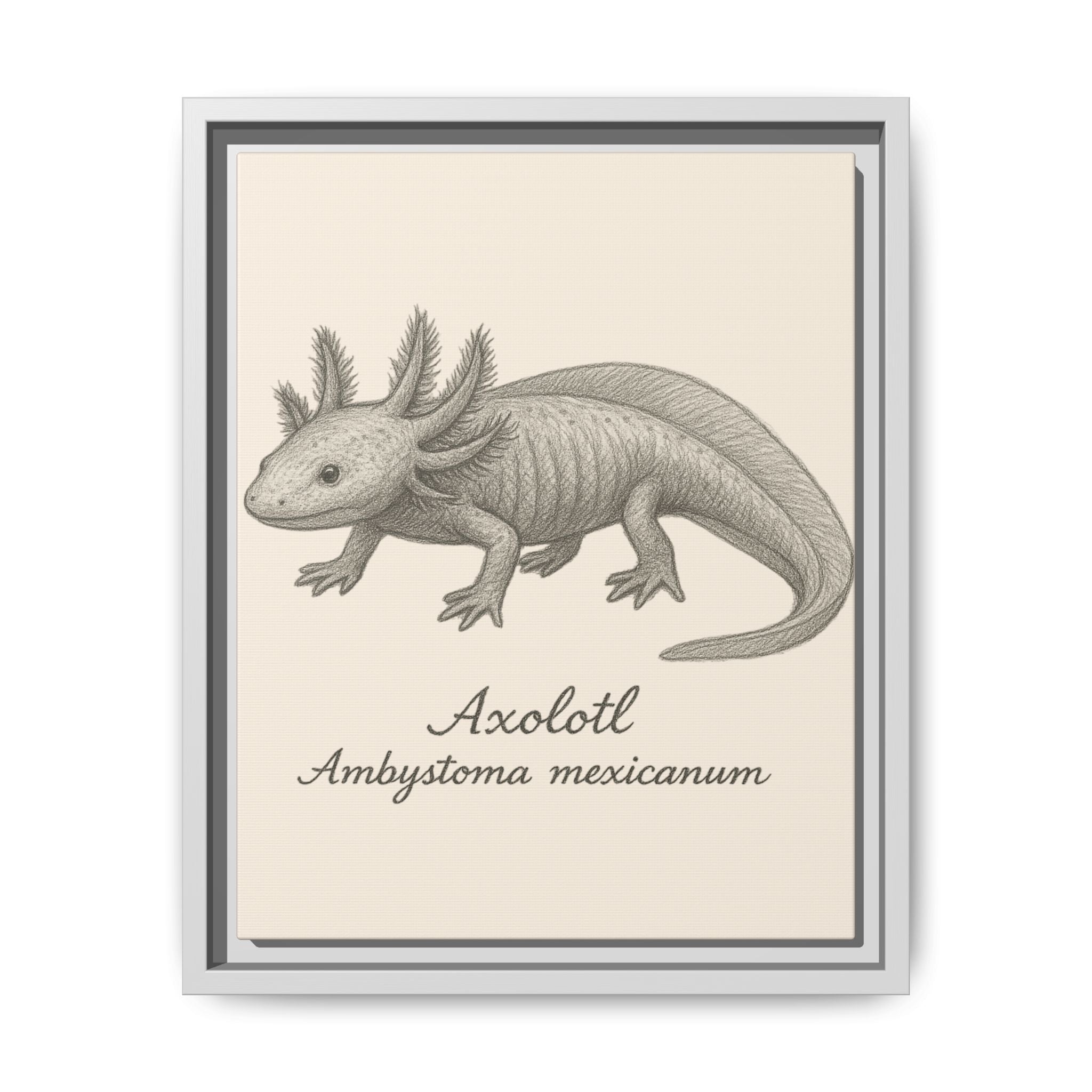 Framed illustration of an axolotl with scientific name on a beige background