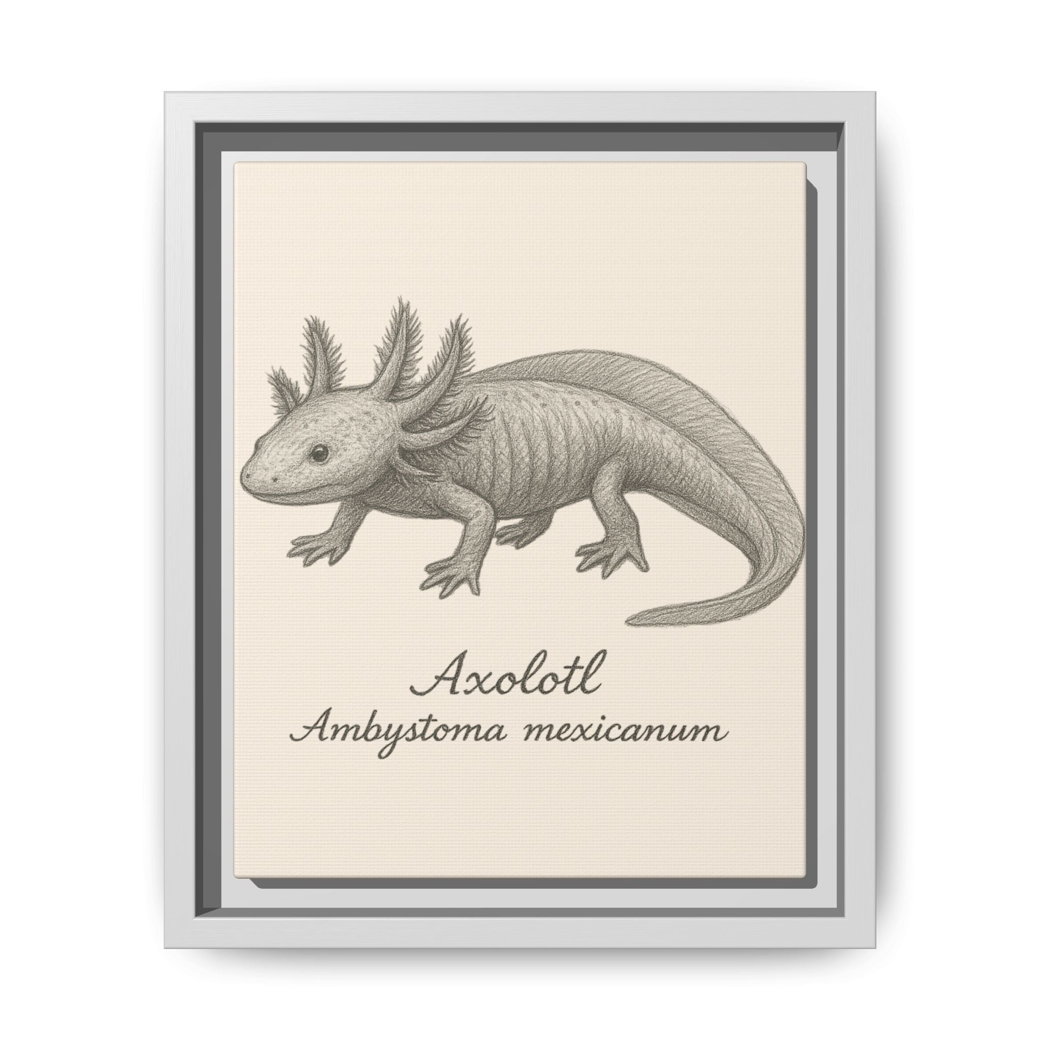 Framed artwork of an axolotl with scientific name on a beige background
