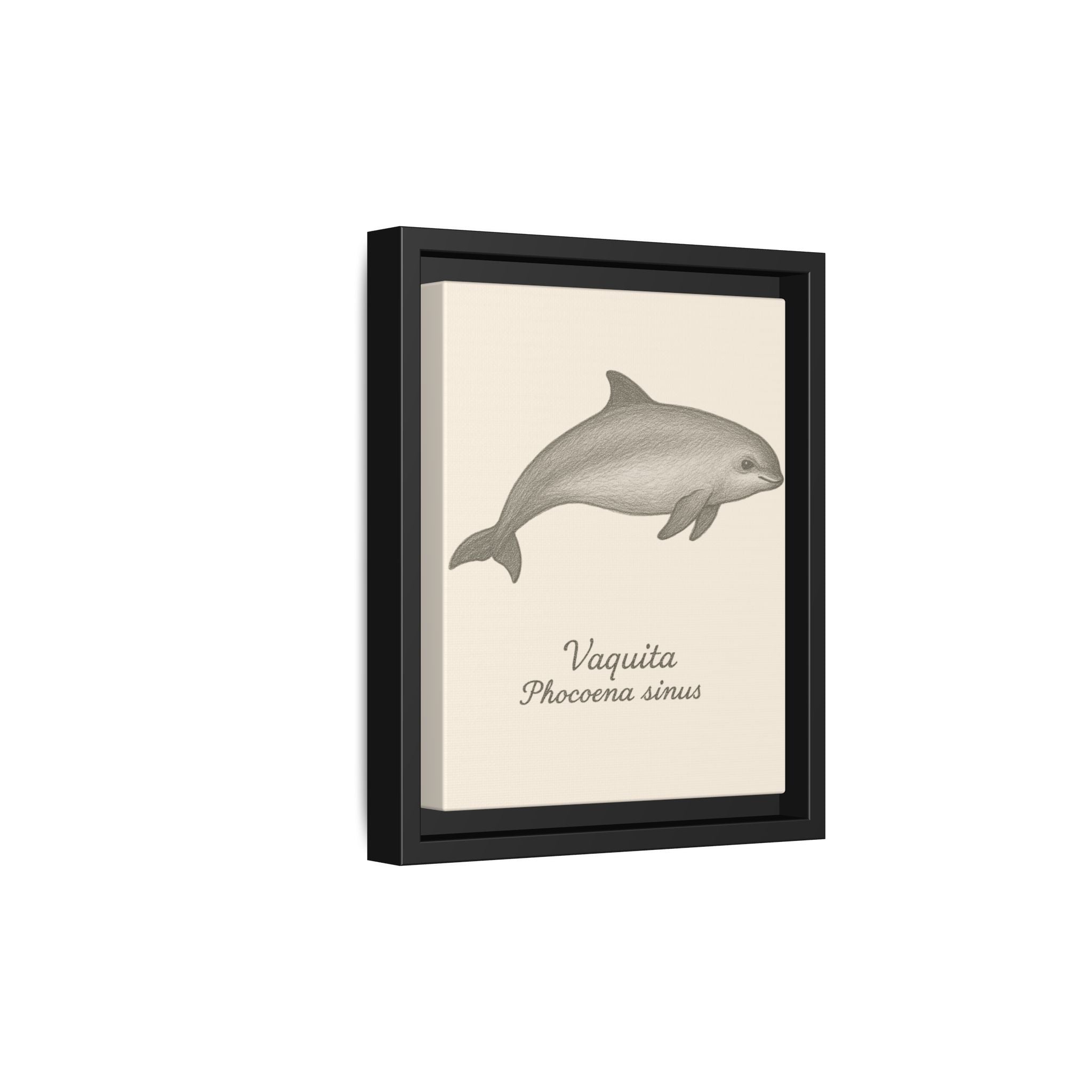 Framed artwork of a vaquita with scientific name on a beige background