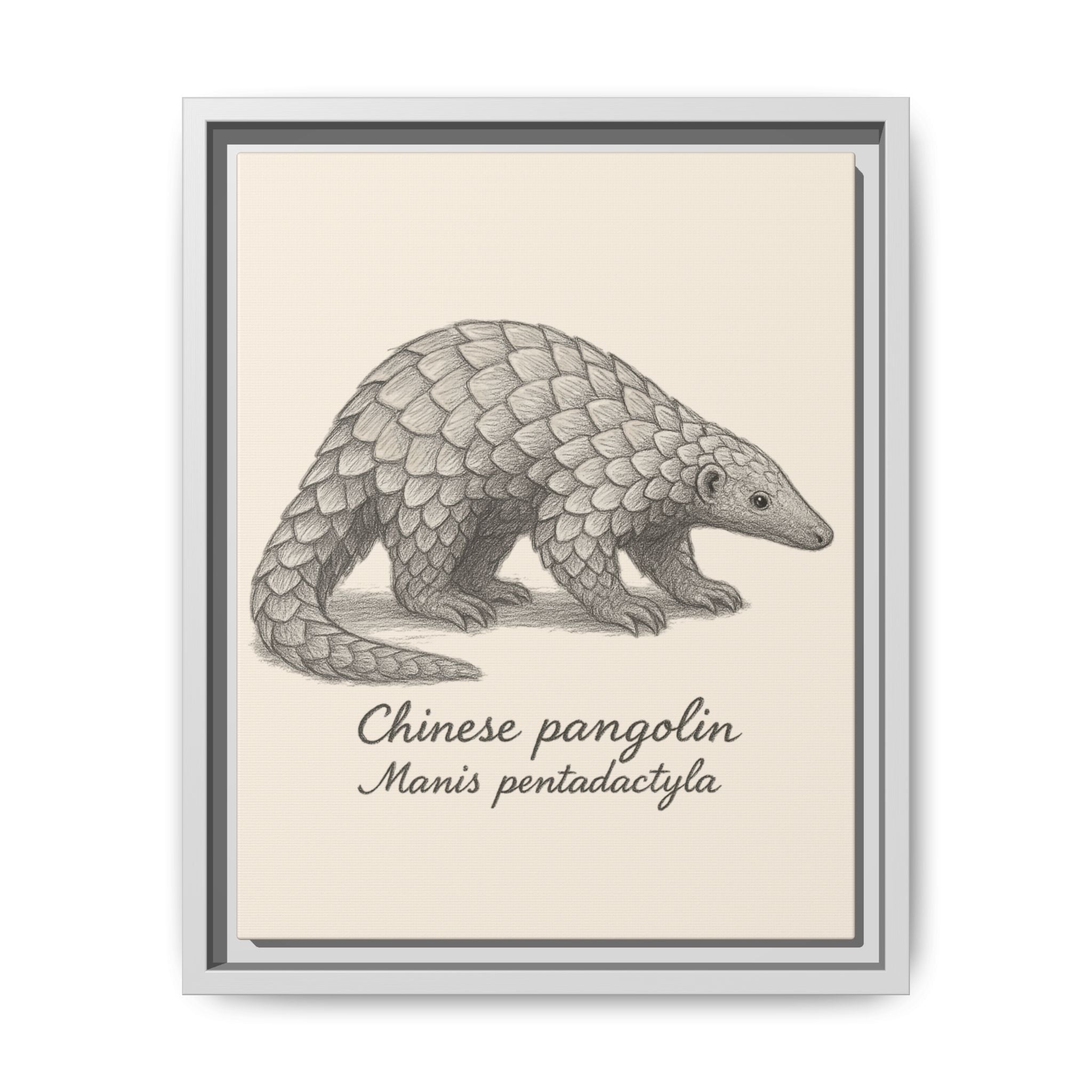 Framed artwork of a Chinese pangolin with scientific name on a beige background