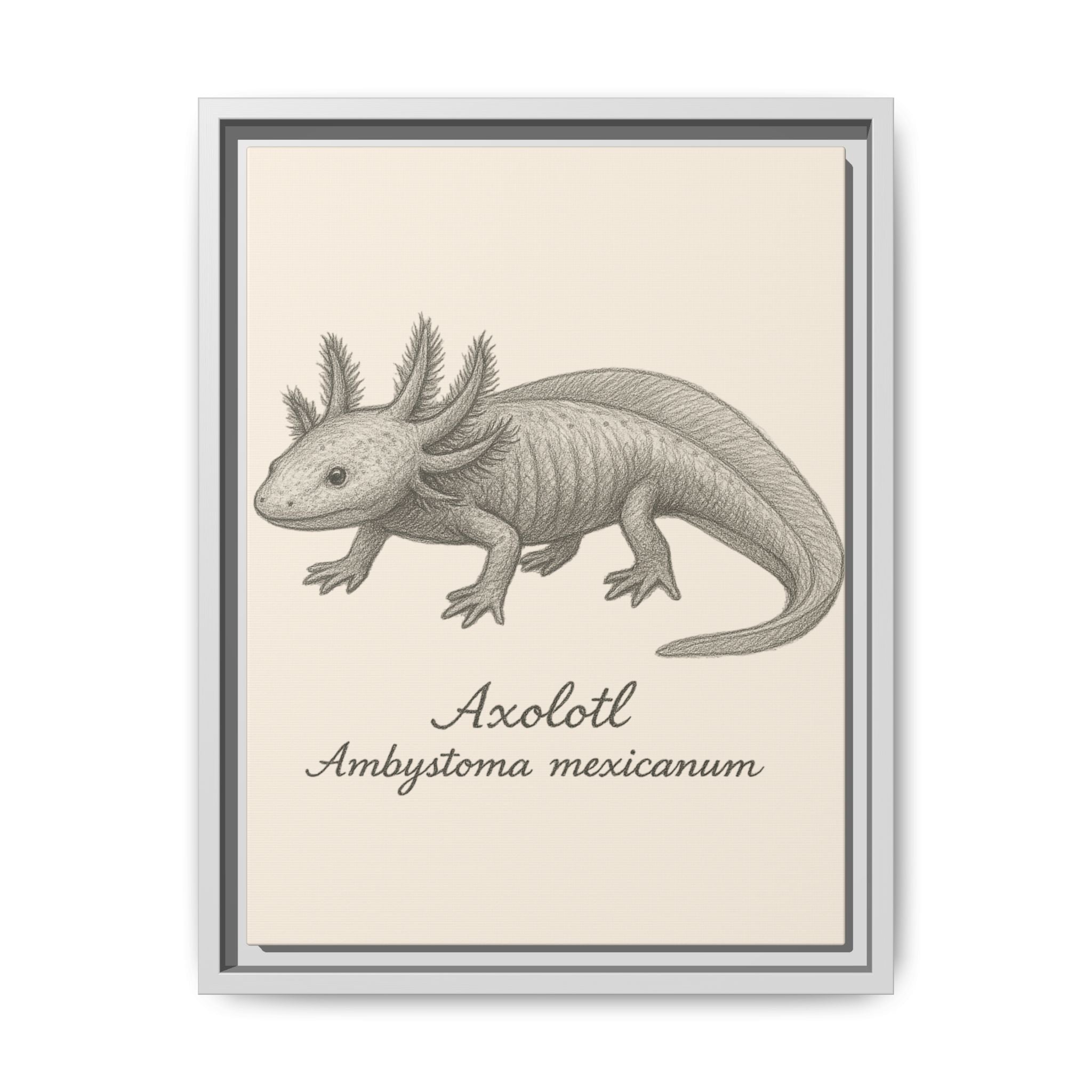 Framed artwork of an axolotl with scientific name on a beige background