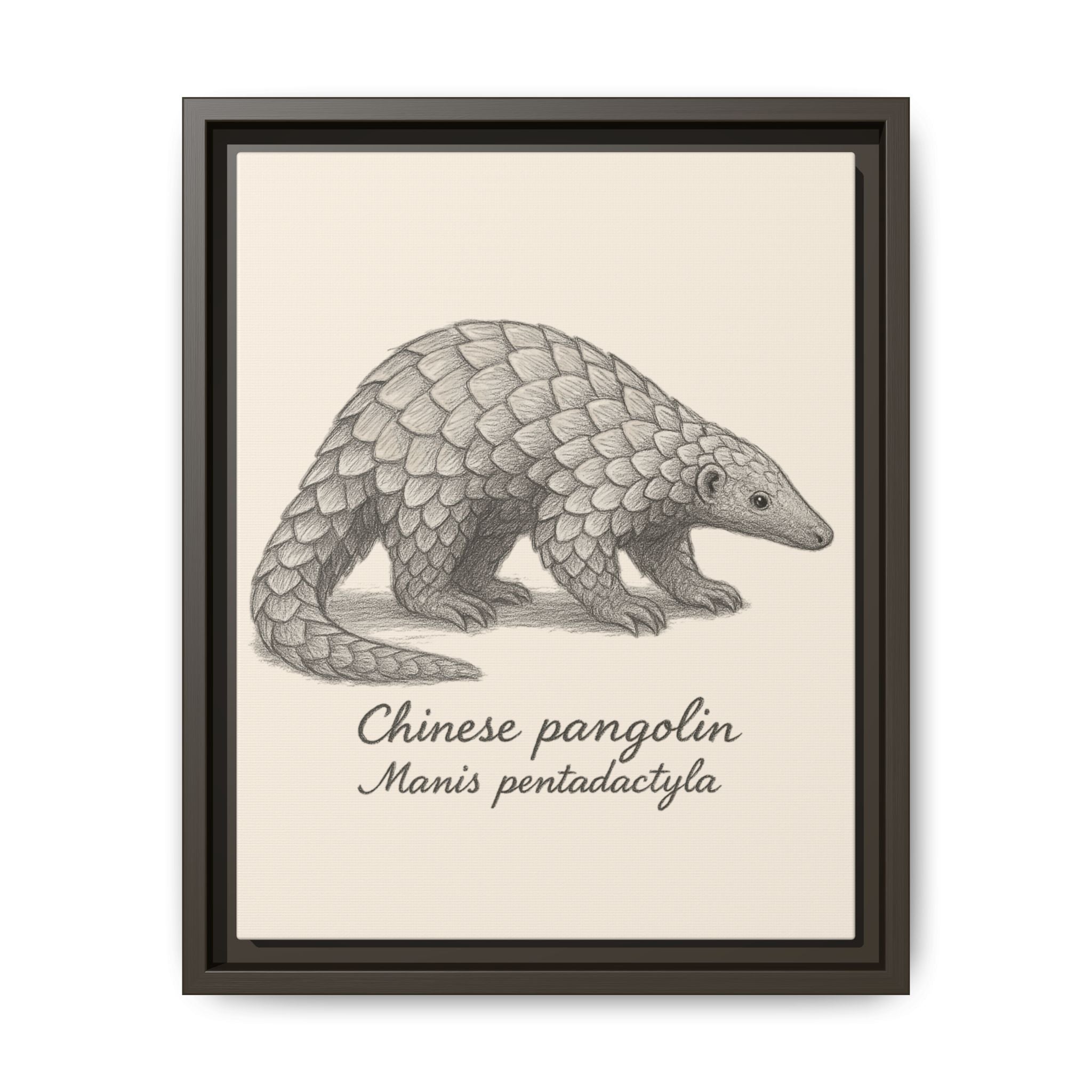 Framed artwork of a Chinese pangolin with scientific name on a beige background