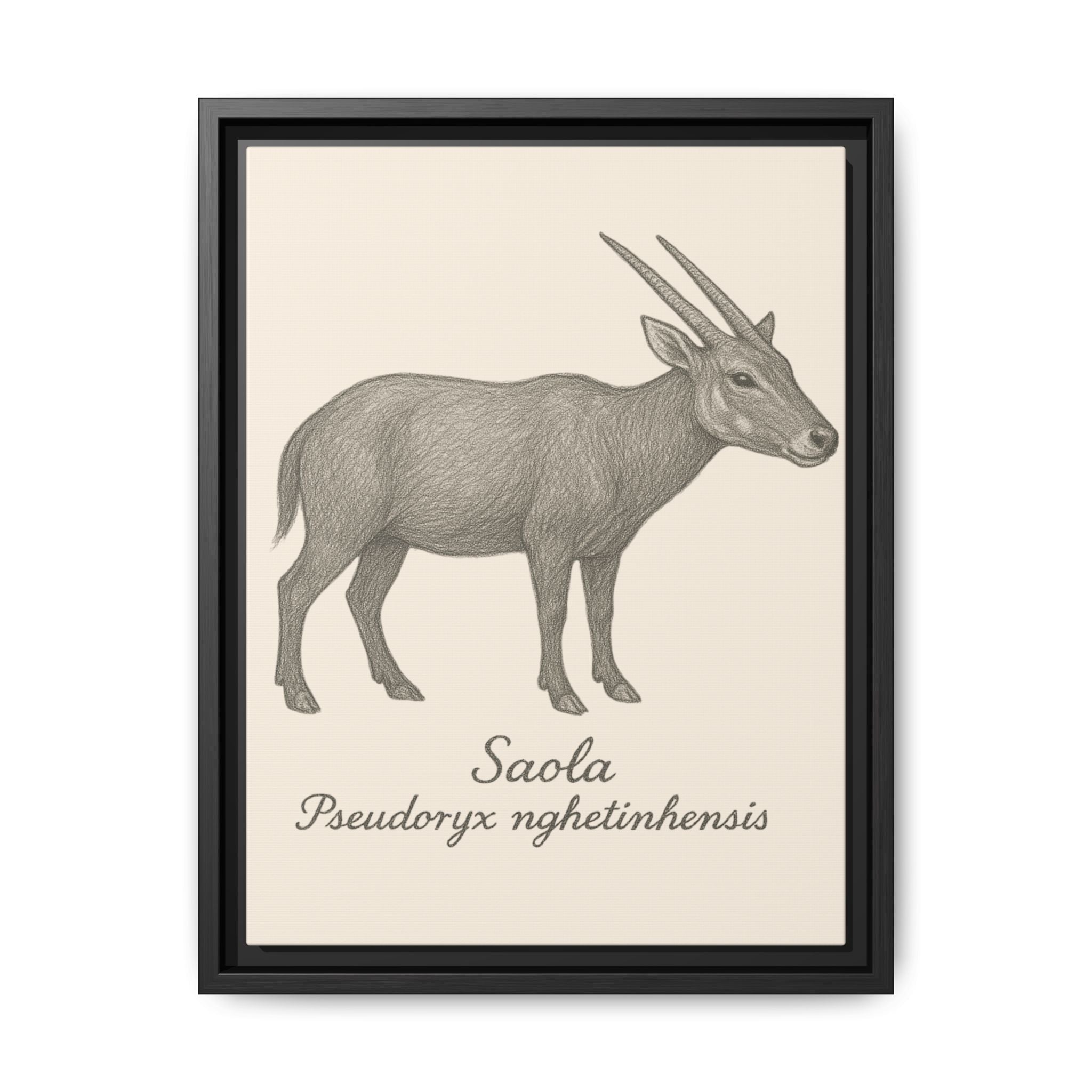 Framed artwork of a saola with scientific name on a beige background