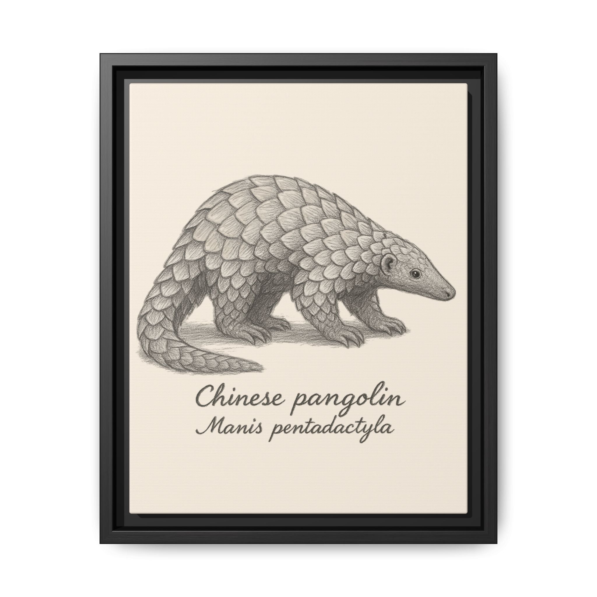 Framed artwork of a Chinese pangolin with scientific name on a beige background