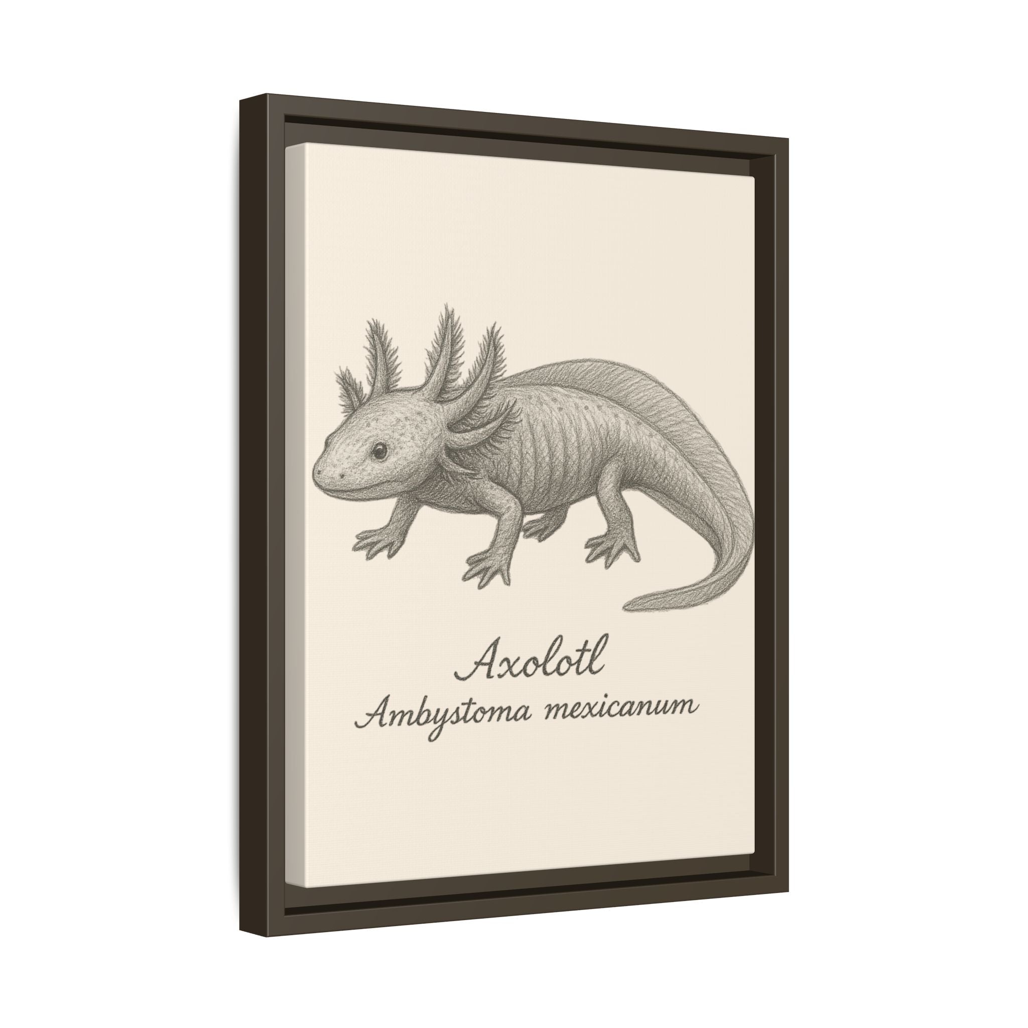 Framed artwork of an axolotl with scientific name on a beige background
