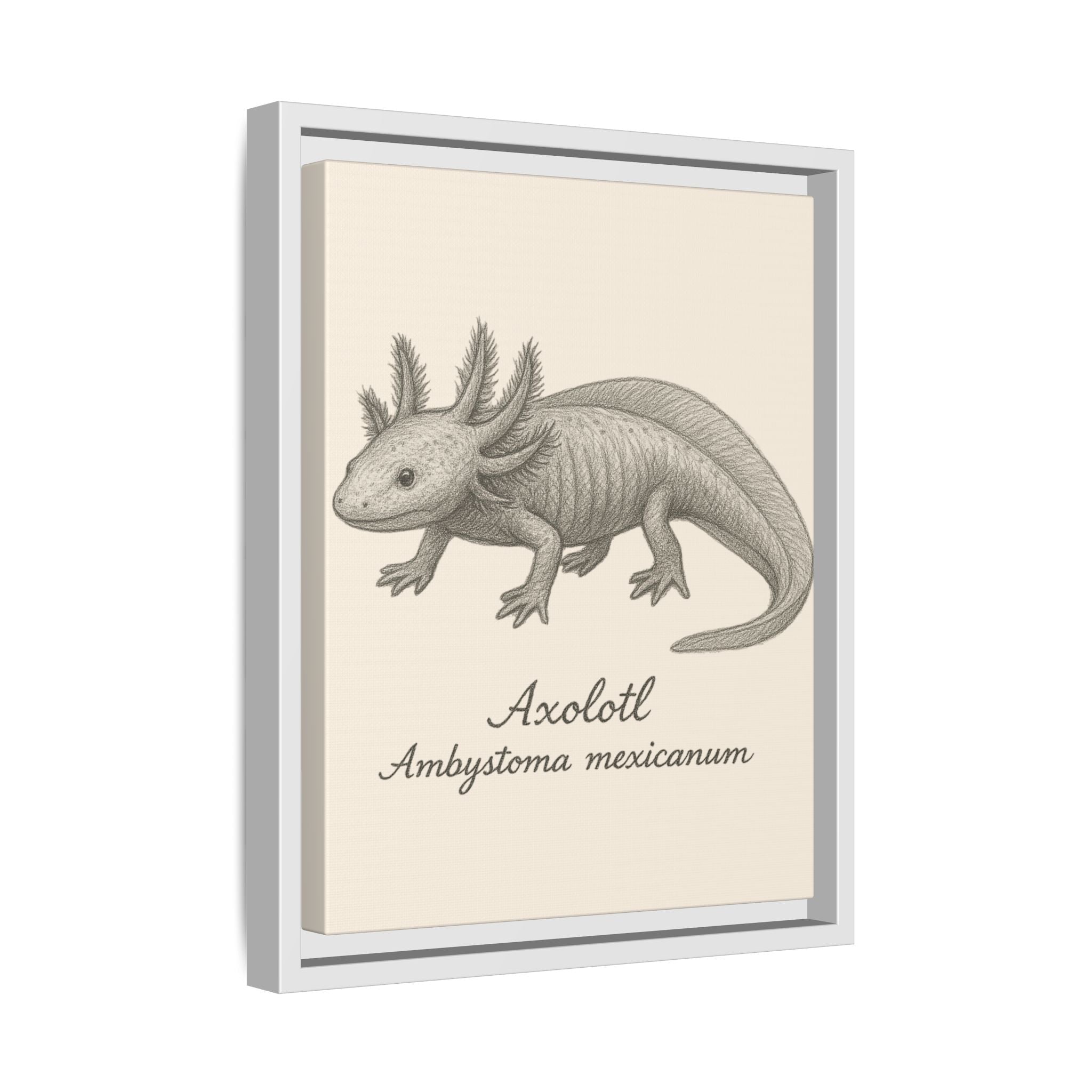 Framed artwork of an axolotl with scientific name on a beige background