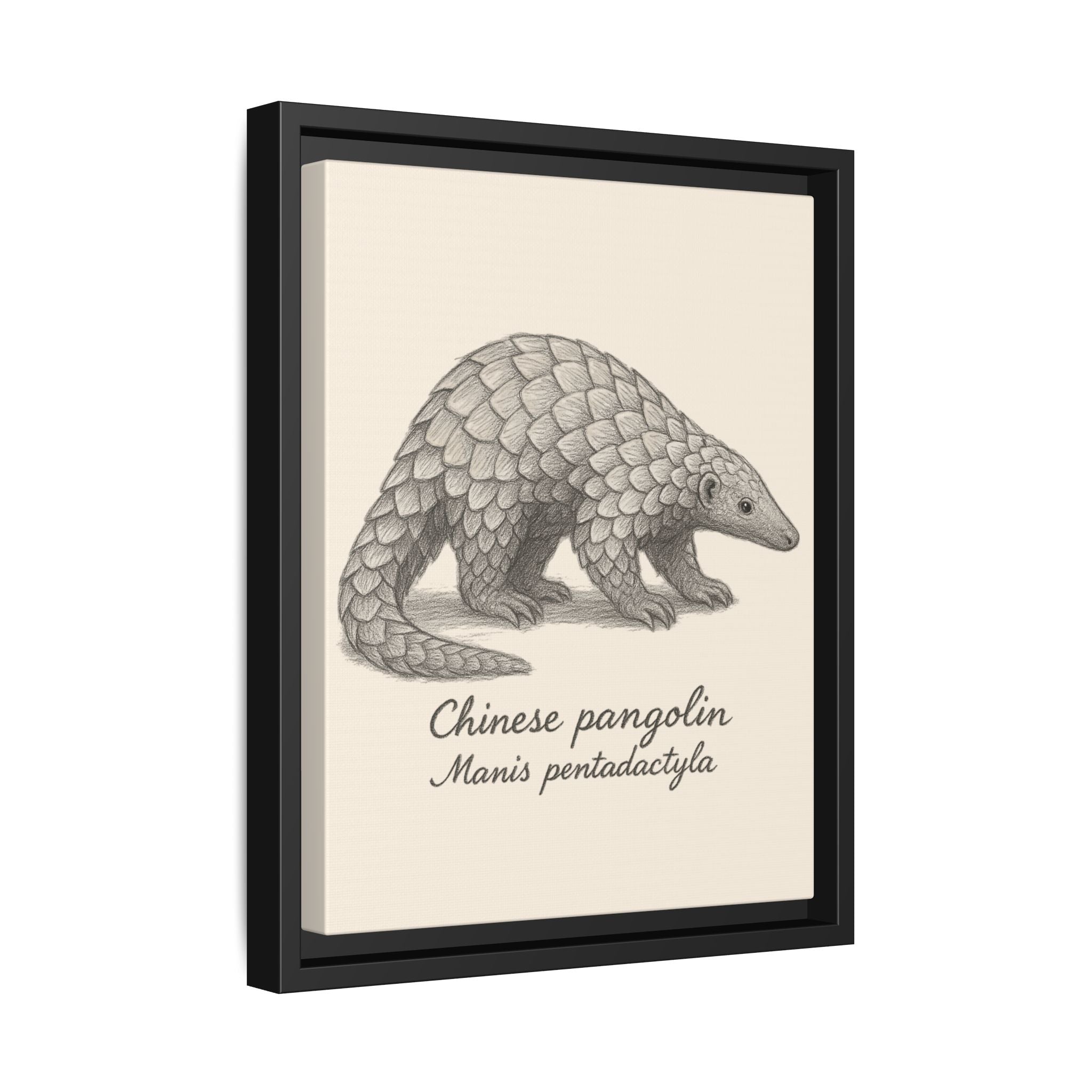 Framed artwork of a Chinese pangolin with scientific name on a beige background