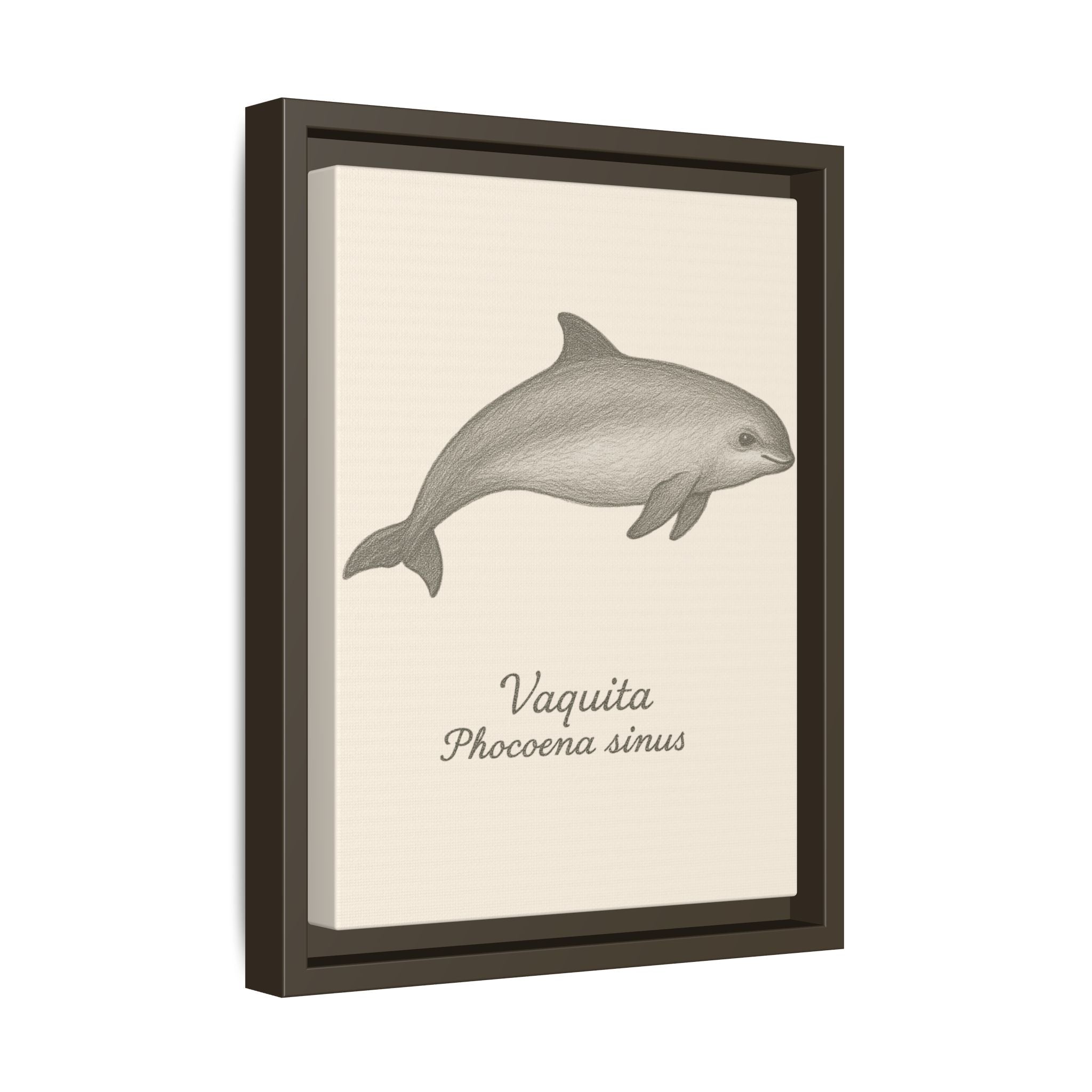 Framed artwork of a vaquita with its scientific name on a beige background