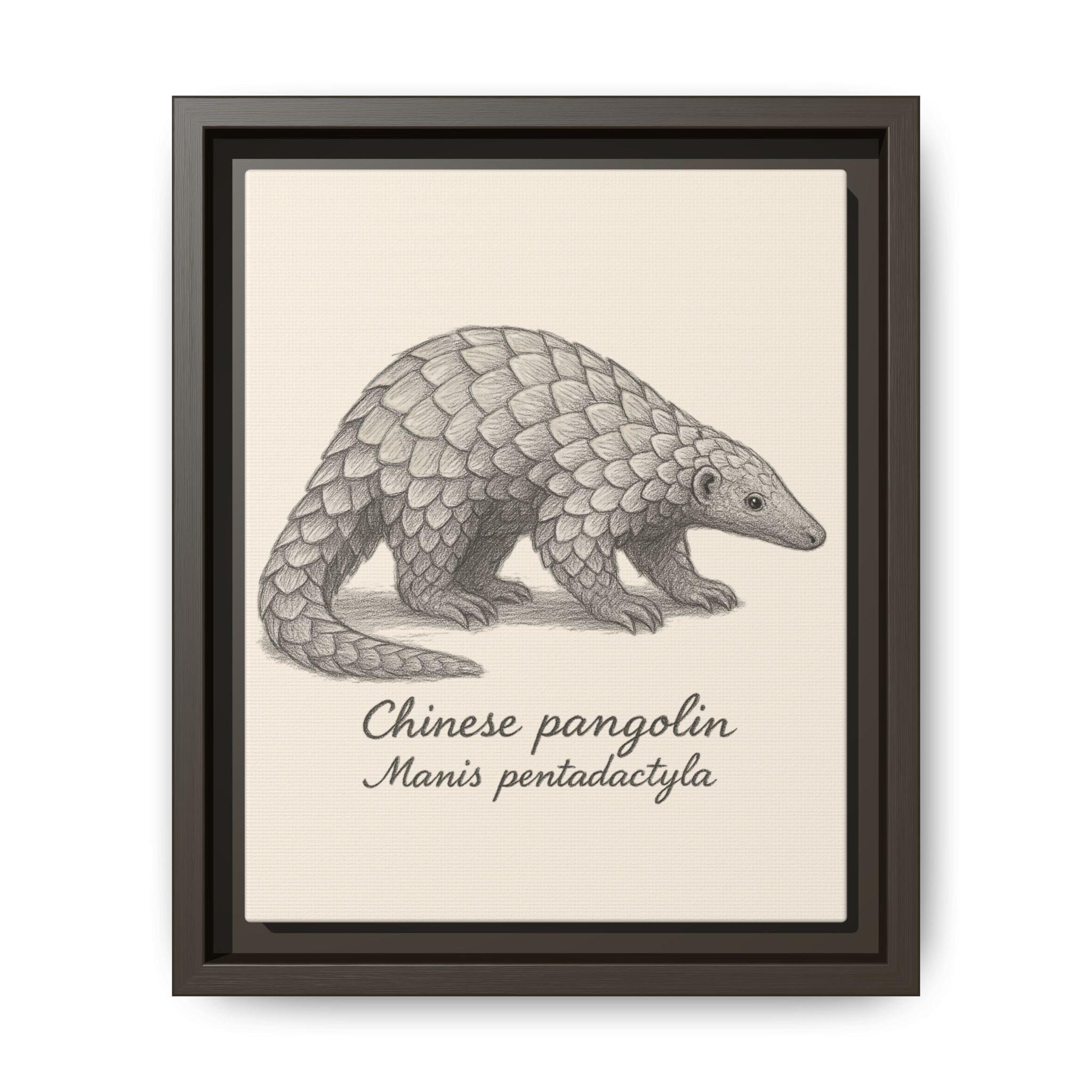Framed artwork of a Chinese pangolin with scientific name on a beige background