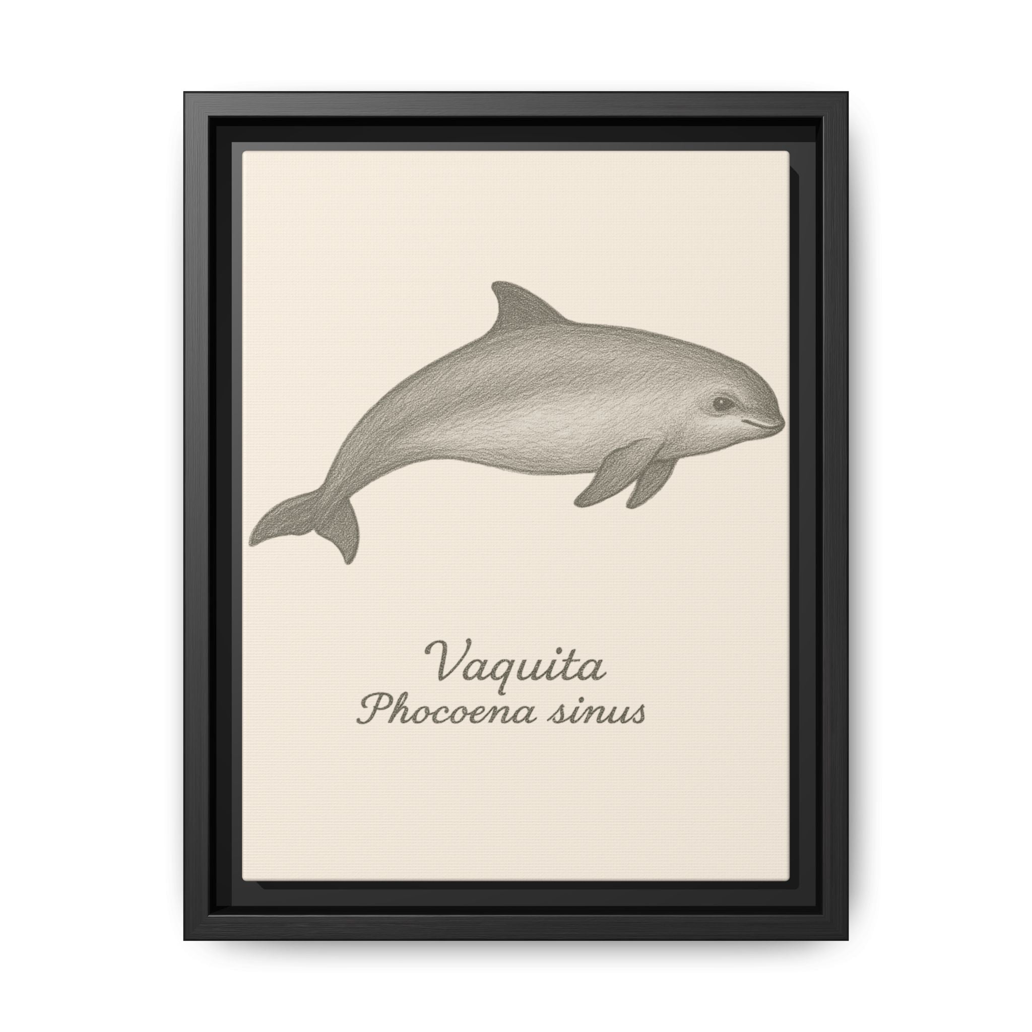 Framed artwork of a vaquita with scientific name on a beige background