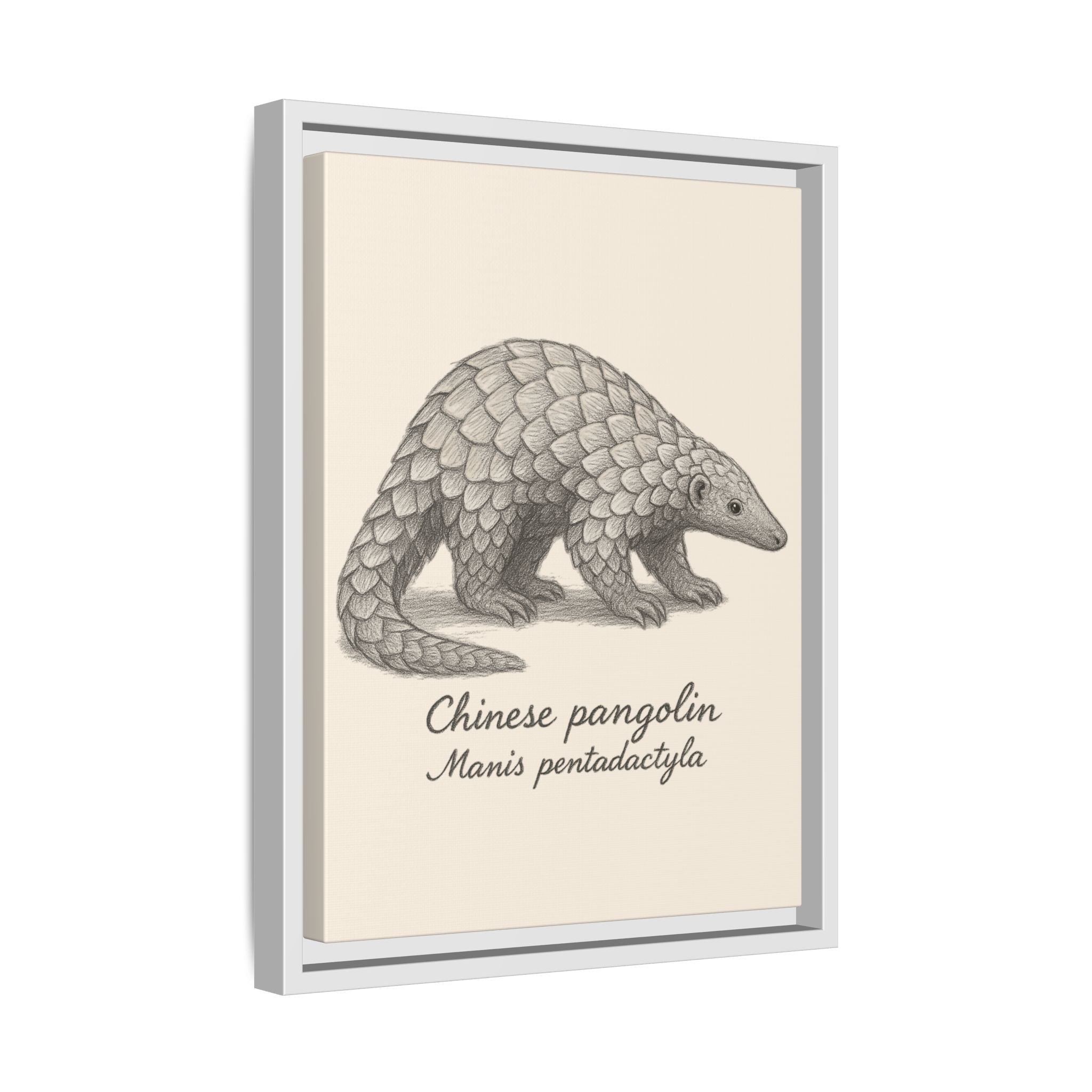 Framed artwork of a Chinese pangolin with scientific name on a beige background