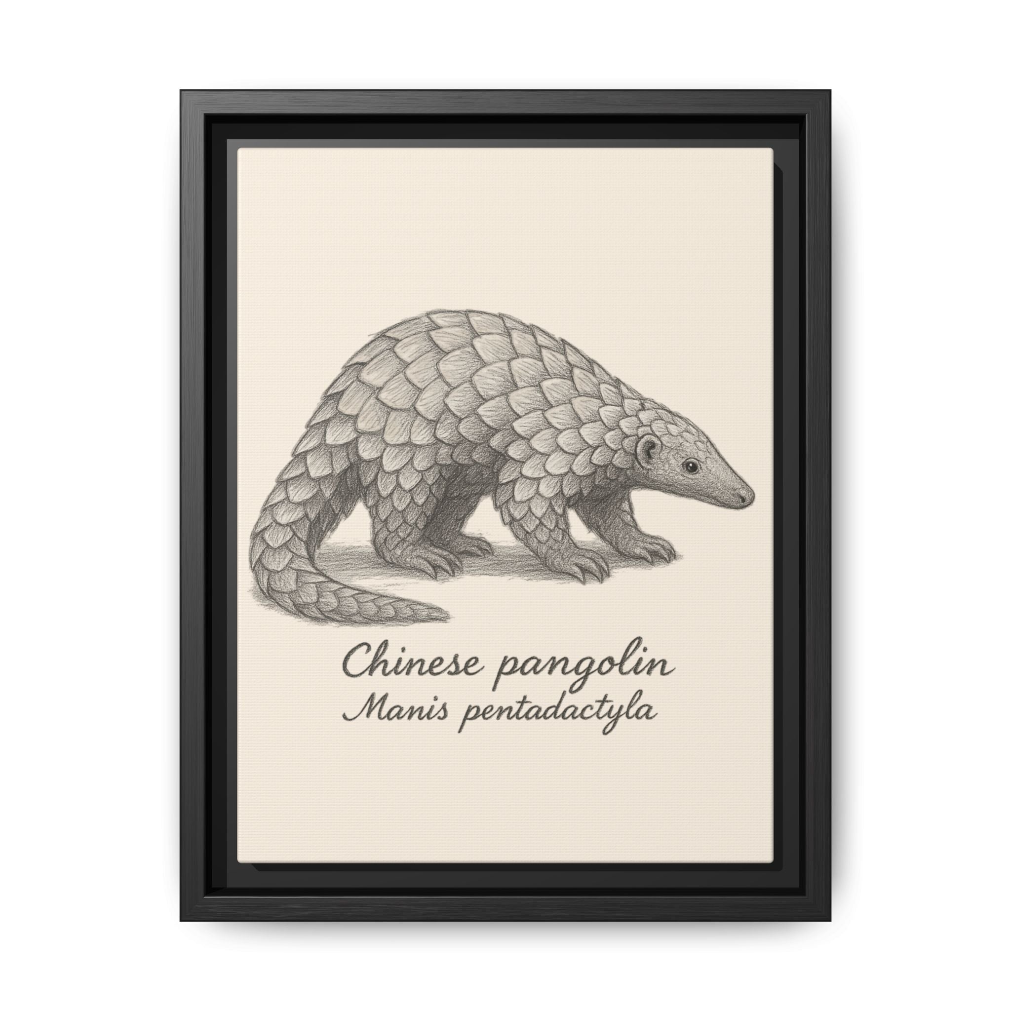 Framed artwork of a Chinese pangolin with scientific name on a beige background