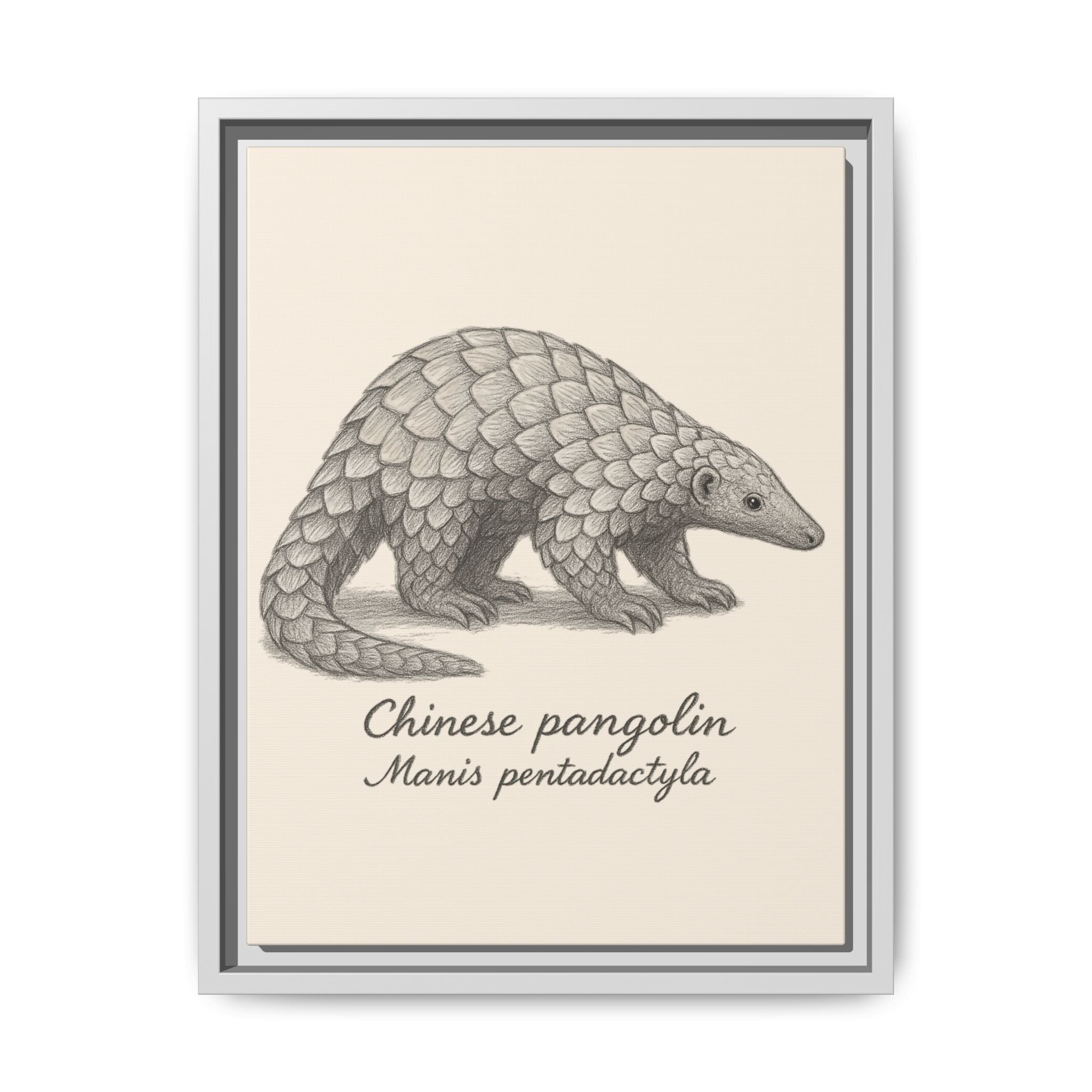 Framed illustration of a Chinese pangolin with scientific name on a beige background
