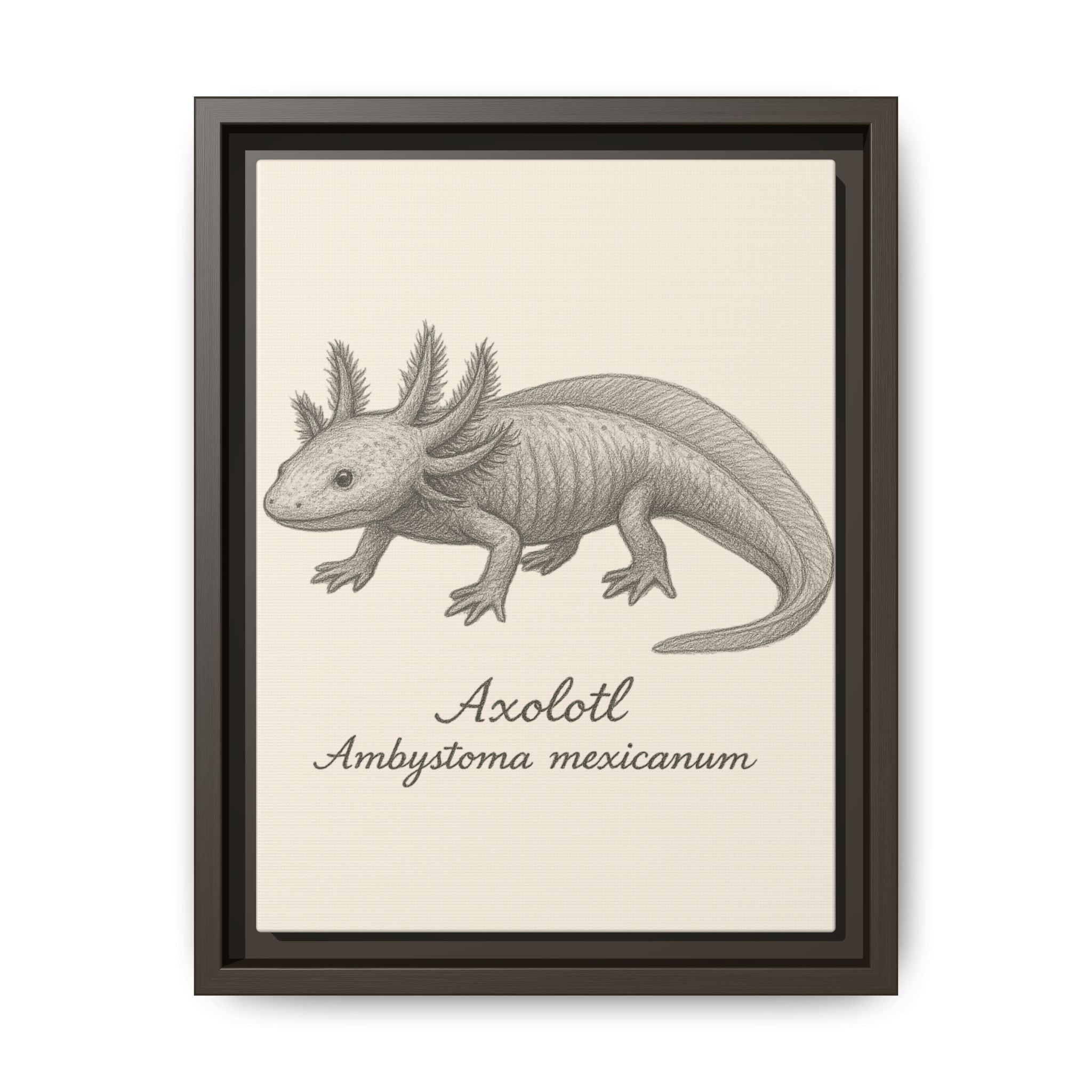 Framed artwork of an axolotl with scientific name on a beige background